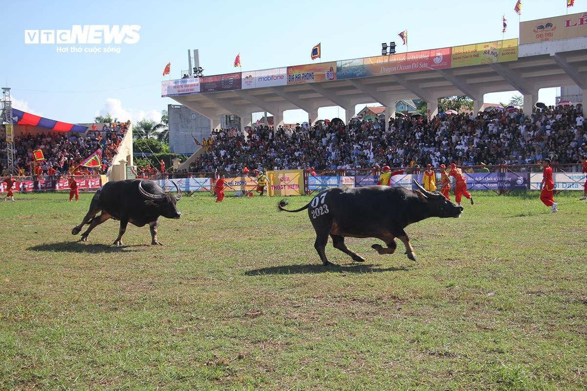 'Ông trâu' nặng 1,3 tấn giành chức vô địch sau trận chung kết kịch tính - 9