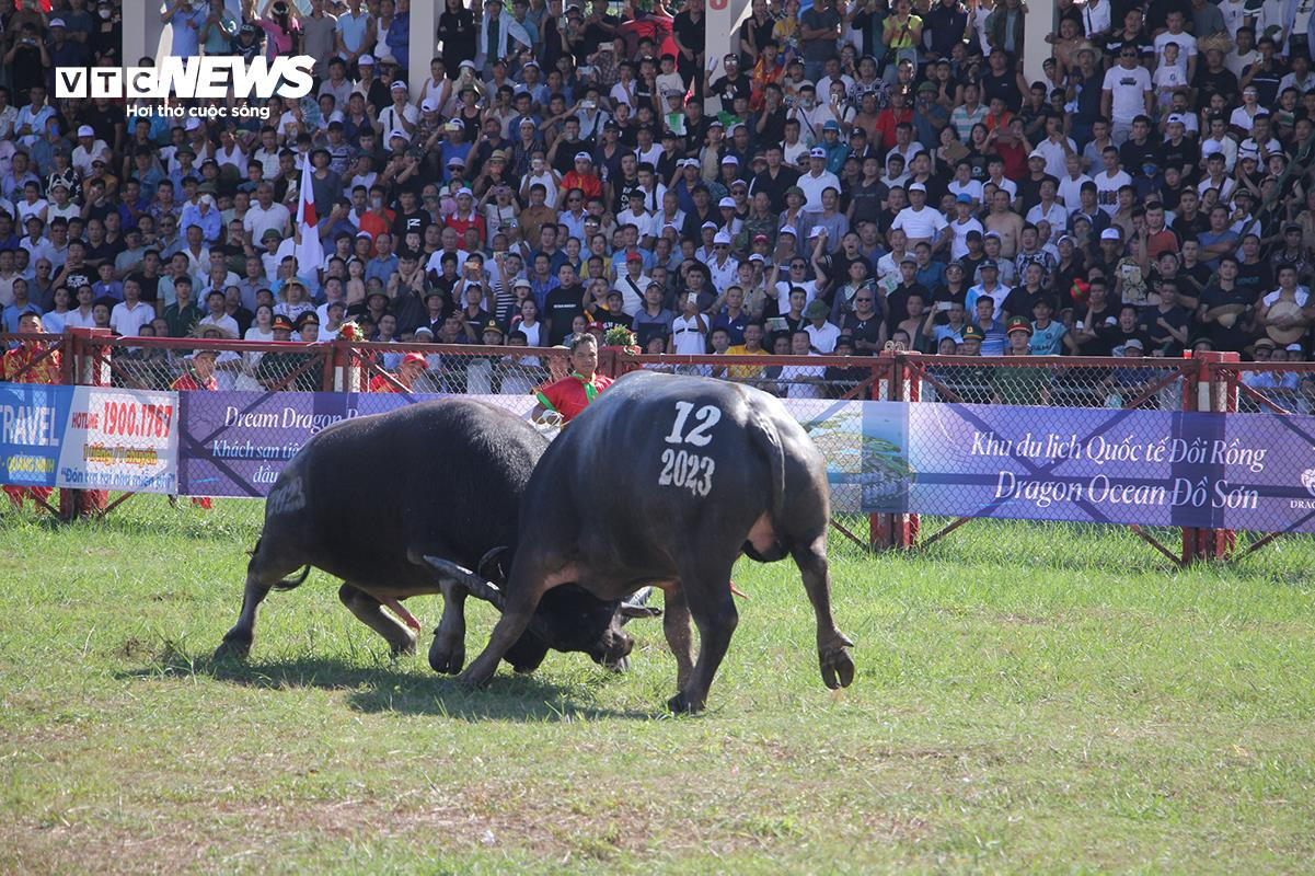 Lễ hội chọi trâu Đồ Sơn: Trâu 1,3 tấn hạ đối thủ chỉ trong 15 giây - 10