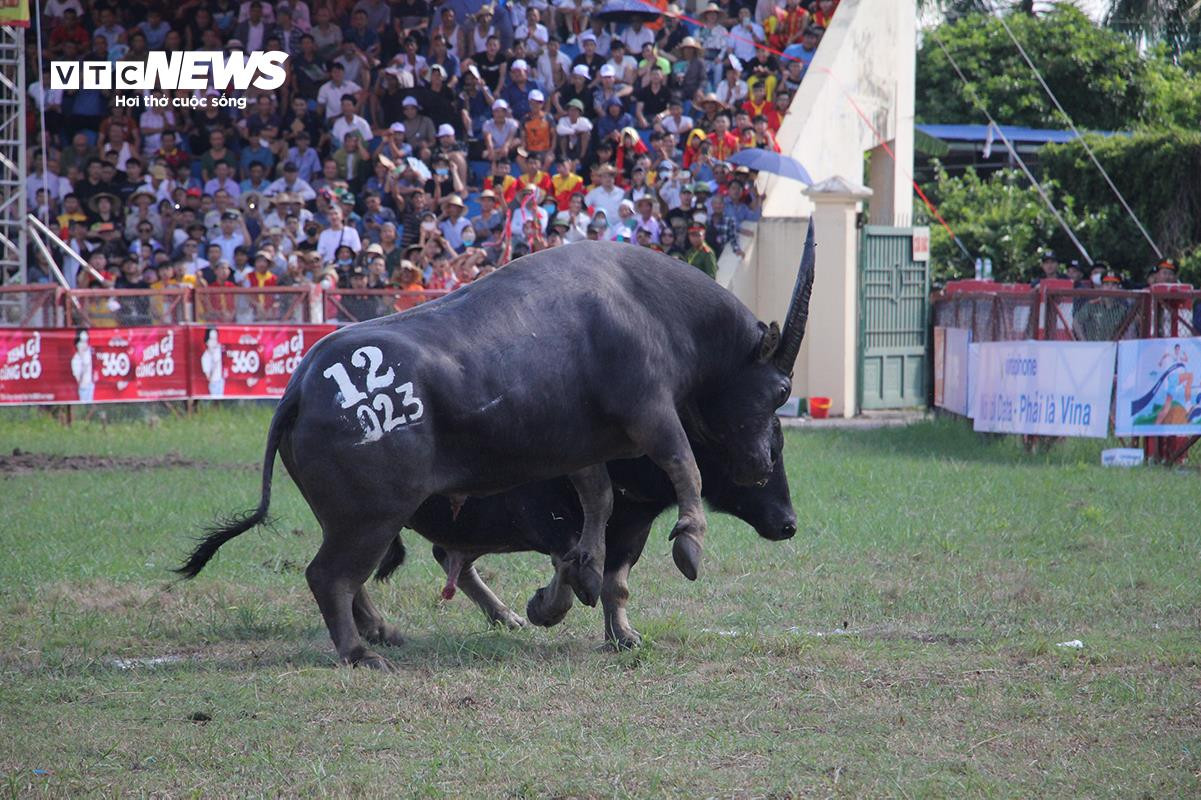 Lễ hội chọi trâu Đồ Sơn: Trâu 1,3 tấn hạ đối thủ chỉ trong 15 giây - 11