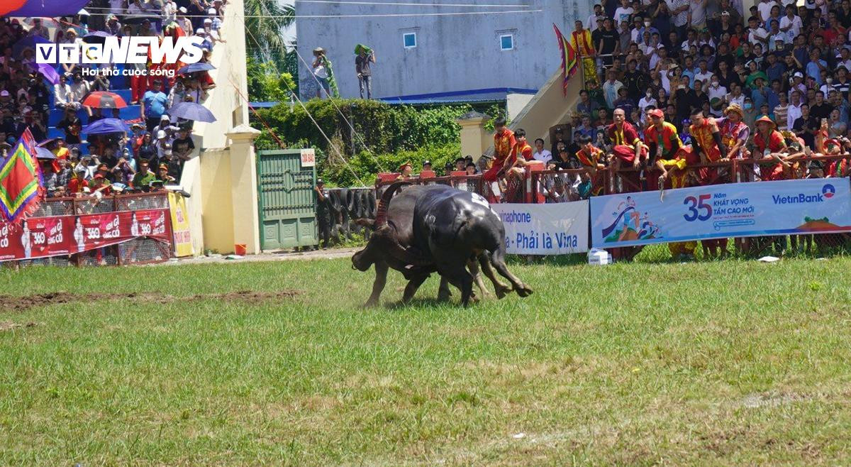 'Ông trâu' nặng 1,3 tấn giành chức vô địch sau trận chung kết kịch tính - 11