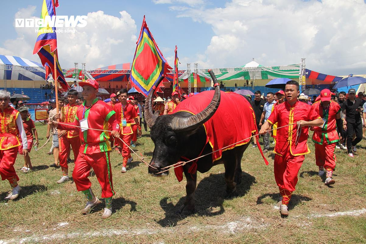'Ông trâu' nặng 1,3 tấn giành chức vô địch sau trận chung kết kịch tính - 1