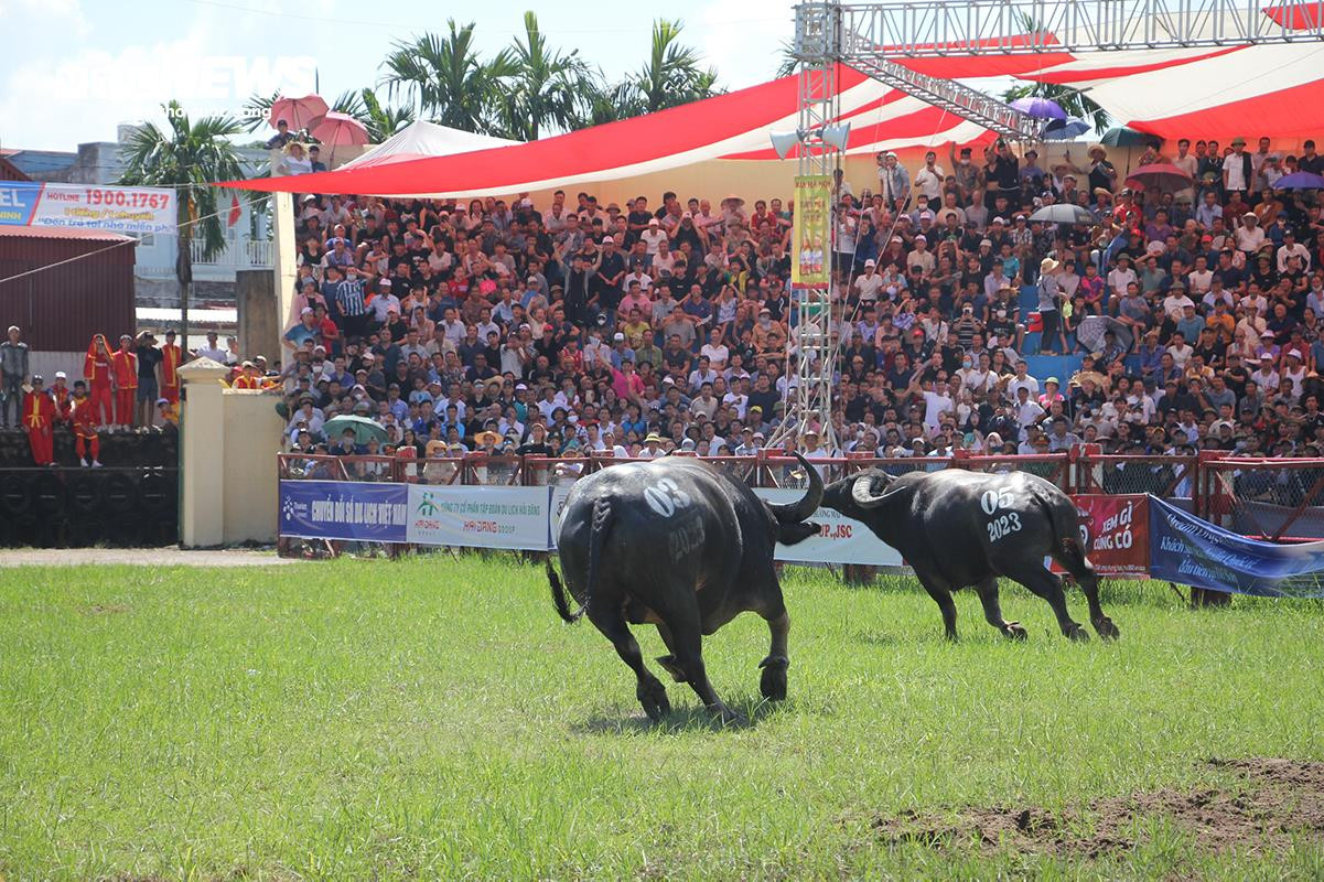 'Ông trâu' nặng 1,3 tấn giành chức vô địch sau trận chung kết kịch tính - 10