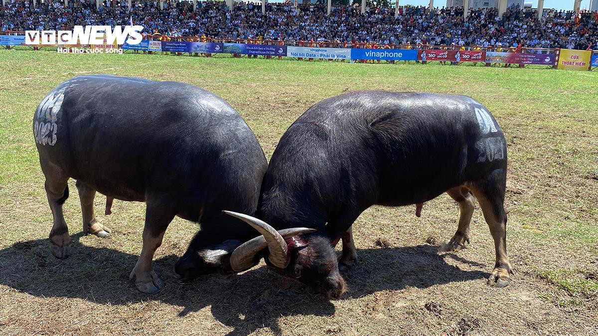 'Ông trâu' nặng 1,3 tấn giành chức vô địch sau trận chung kết kịch tính - 12