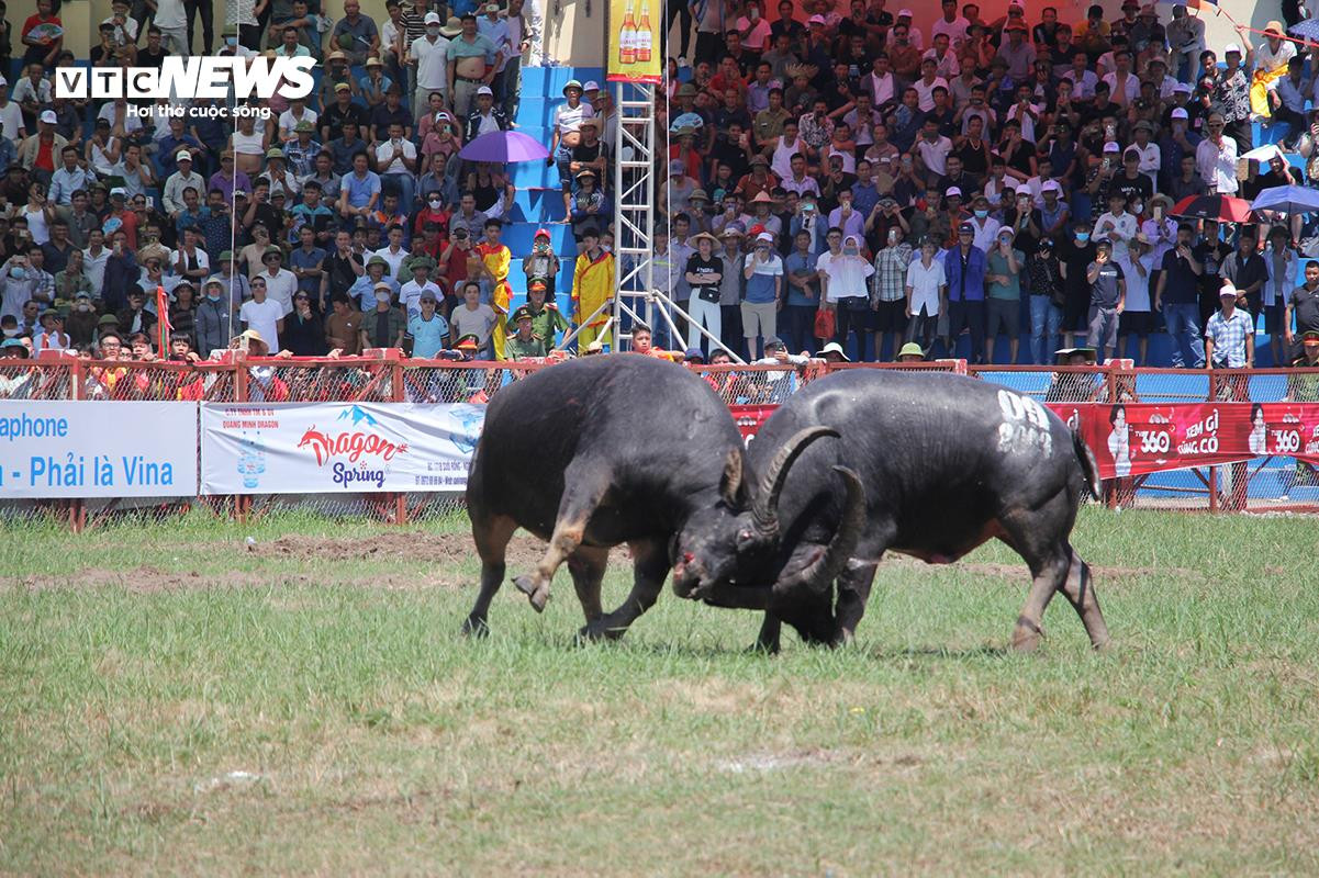 'Ông trâu' nặng 1,3 tấn giành chức vô địch sau trận chung kết kịch tính - 8