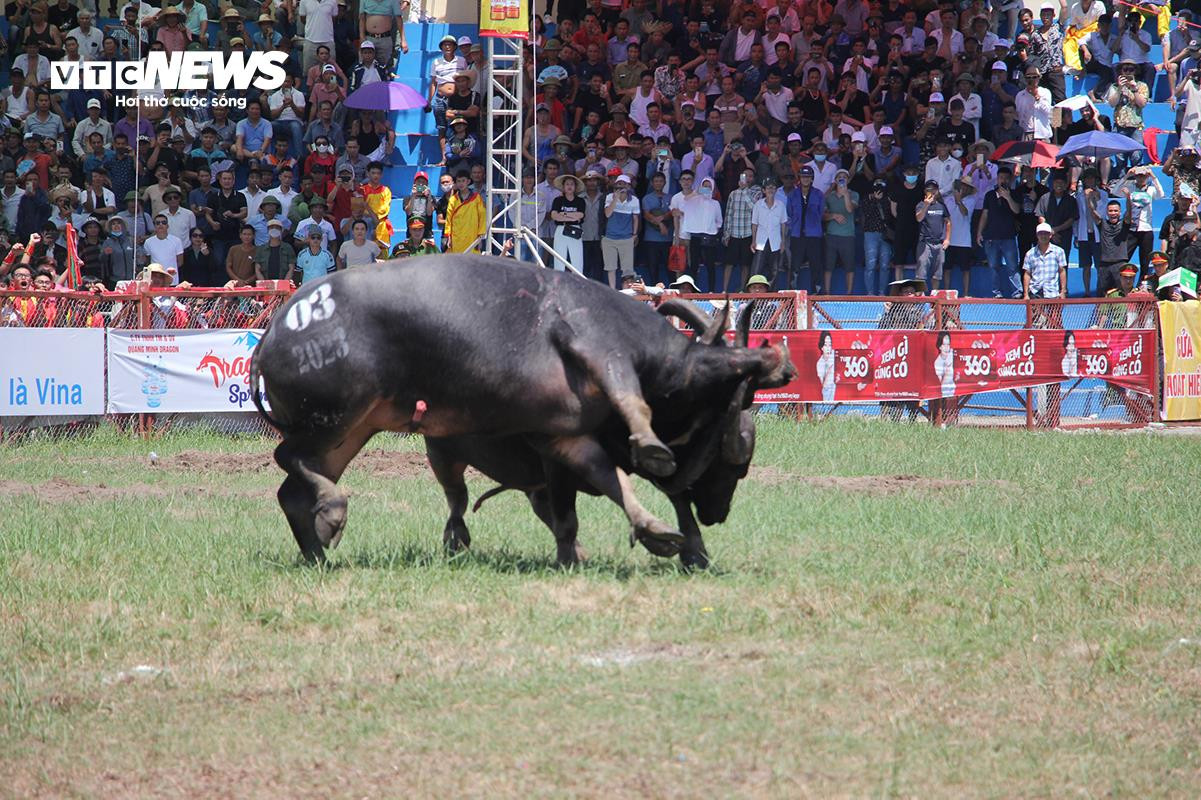 'Ông trâu' nặng 1,3 tấn giành chức vô địch sau trận chung kết kịch tính - 5