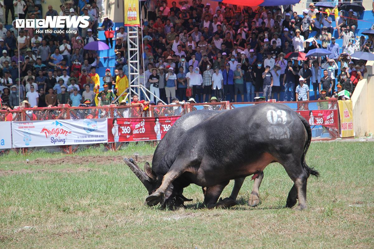 'Ông trâu' nặng 1,3 tấn giành chức vô địch sau trận chung kết kịch tính - 7