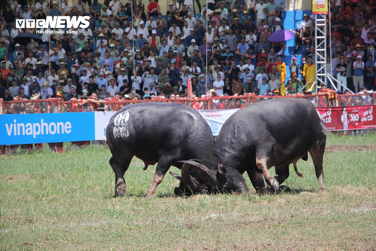 'Ông trâu' nặng 1,3 tấn giành chức vô địch sau trận chung kết kịch tính - 4