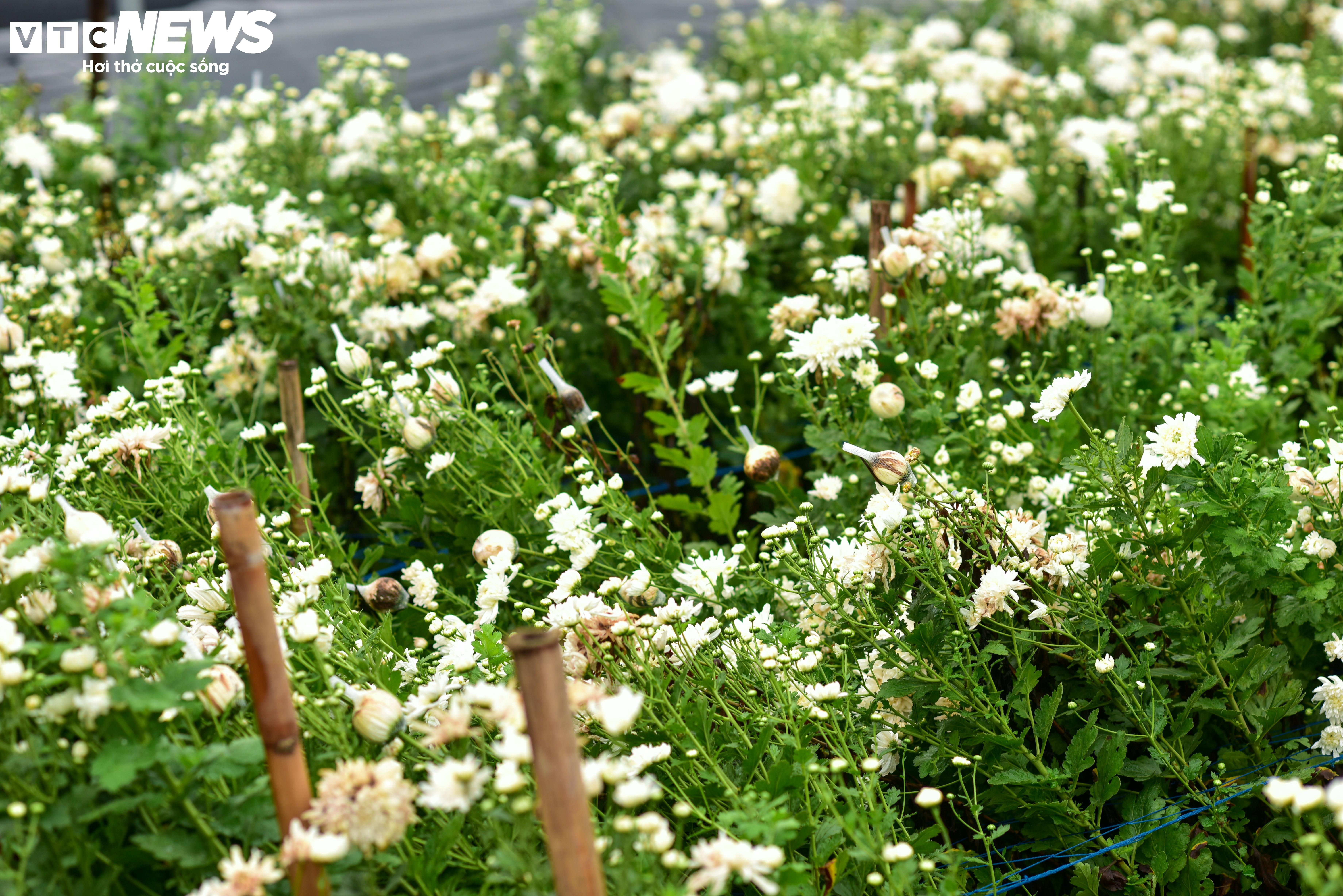 Hà Nội: Làng hoa Tây Tựu lao đao vì ngập, người dân gấp rút xả nước cứu vườn - 12