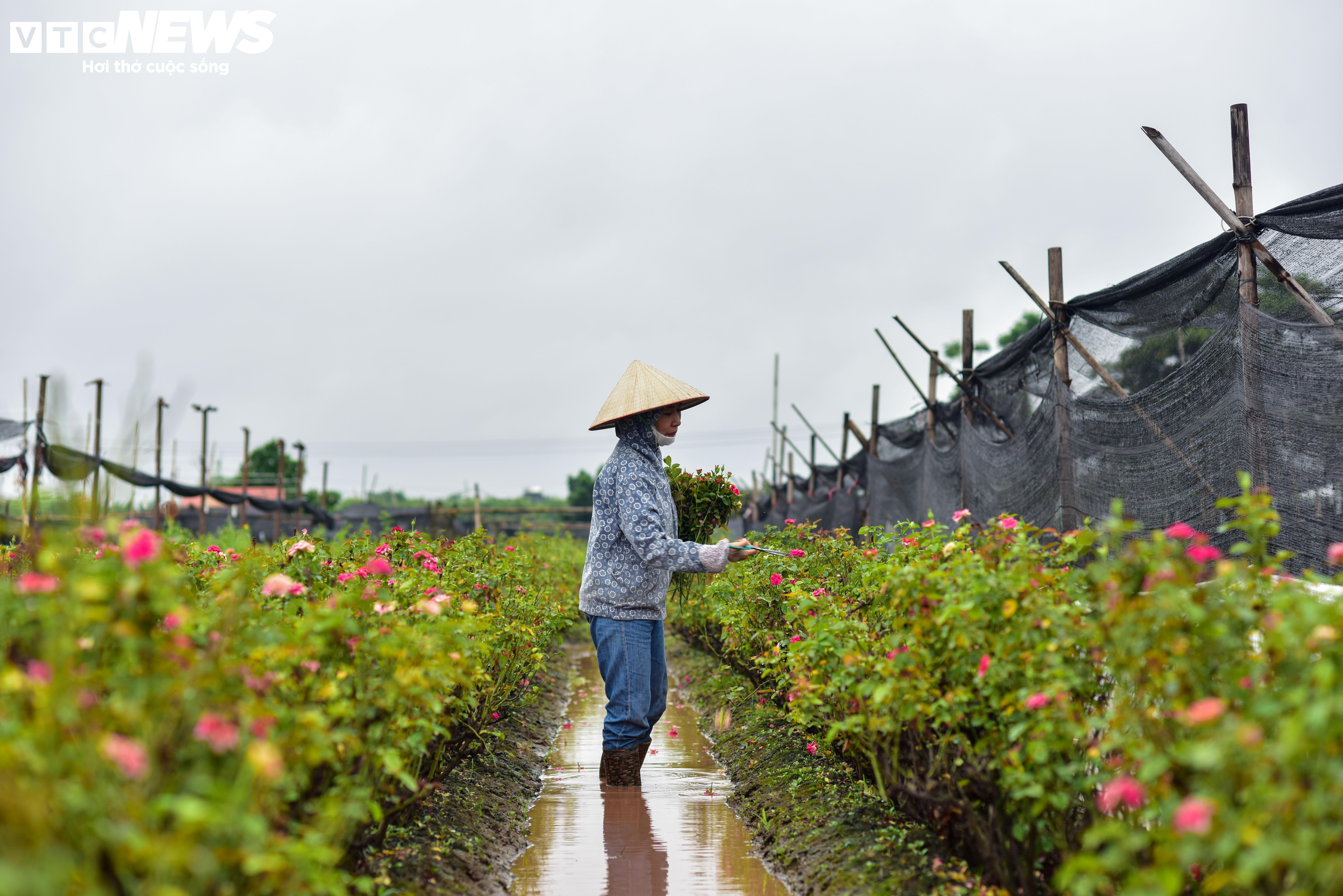 Hà Nội: Làng hoa Tây Tựu lao đao vì ngập, người dân gấp rút xả nước cứu vườn - 13