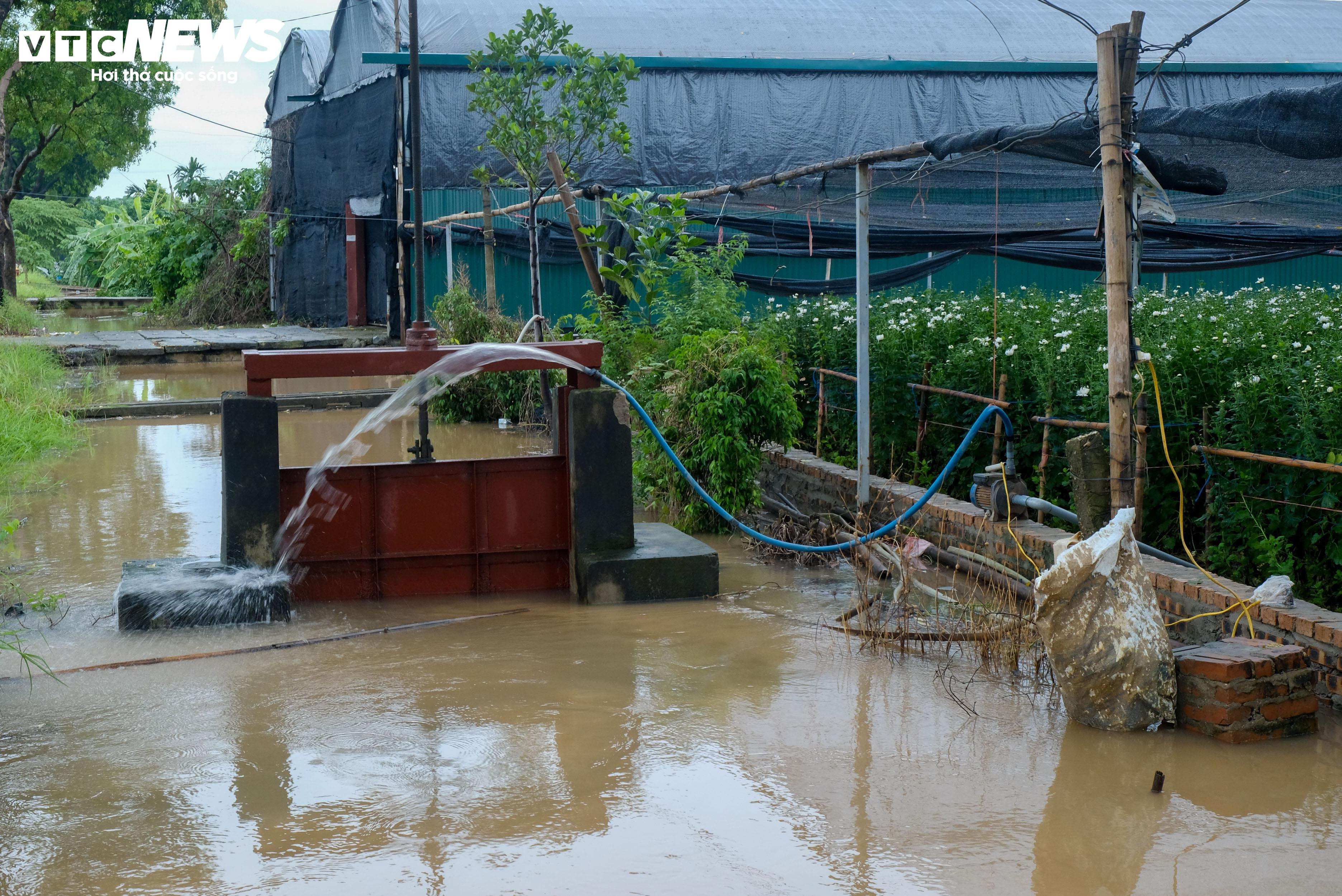 Hà Nội: Làng hoa Tây Tựu lao đao vì ngập, người dân gấp rút xả nước cứu vườn - 2