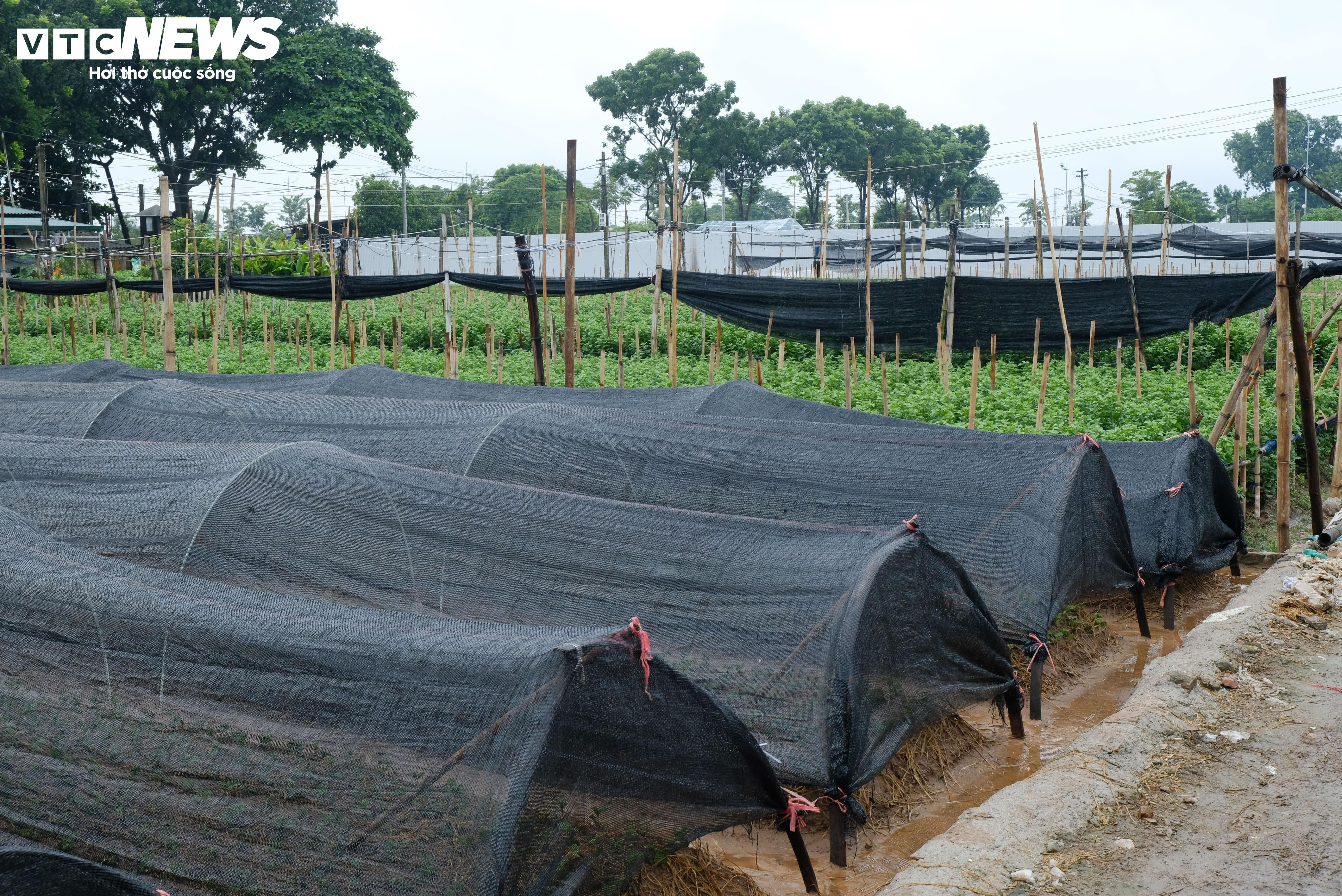 Hà Nội: Làng hoa Tây Tựu lao đao vì ngập, người dân gấp rút xả nước cứu vườn - 16