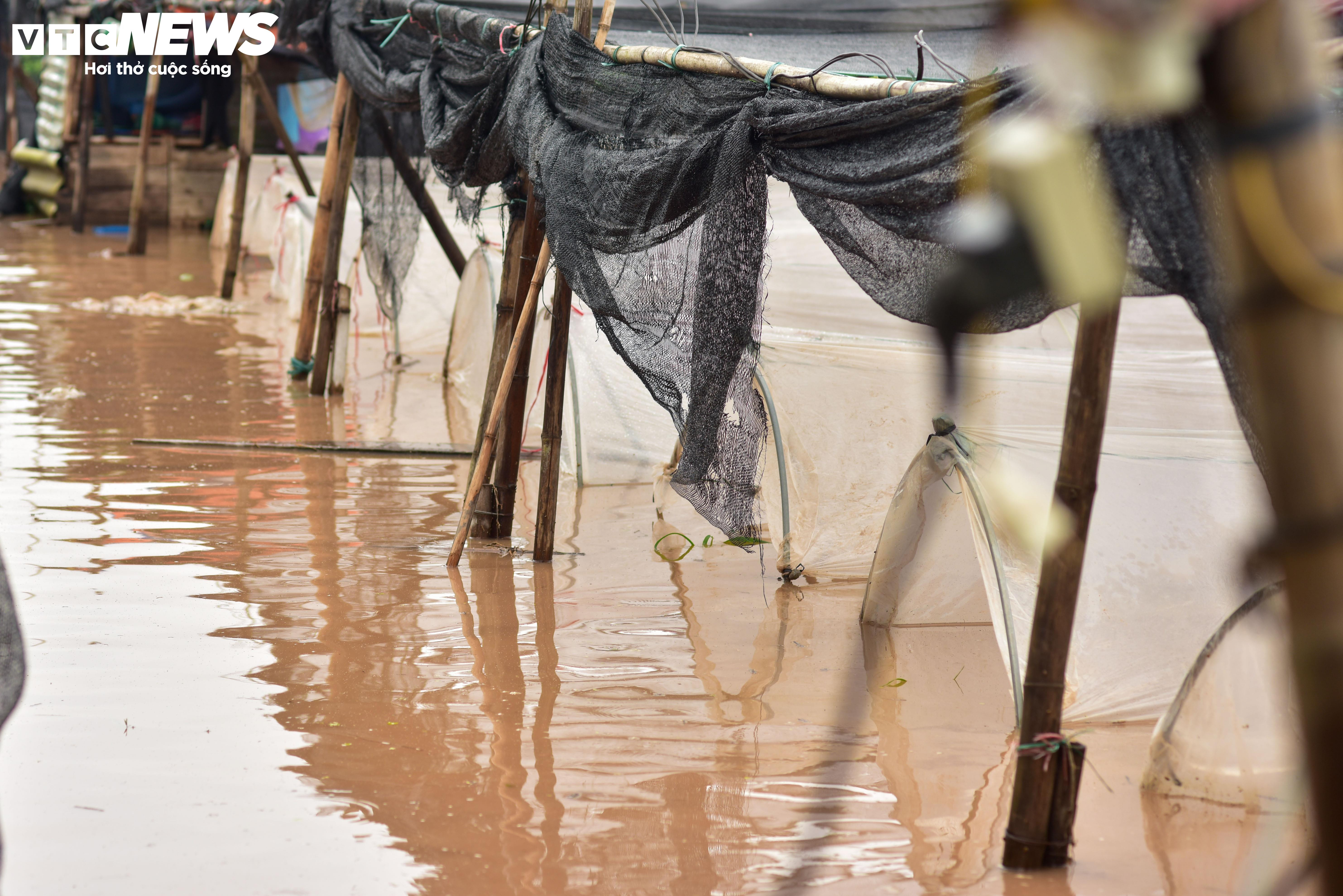 Hà Nội: Làng hoa Tây Tựu lao đao vì ngập, người dân gấp rút xả nước cứu vườn - 9