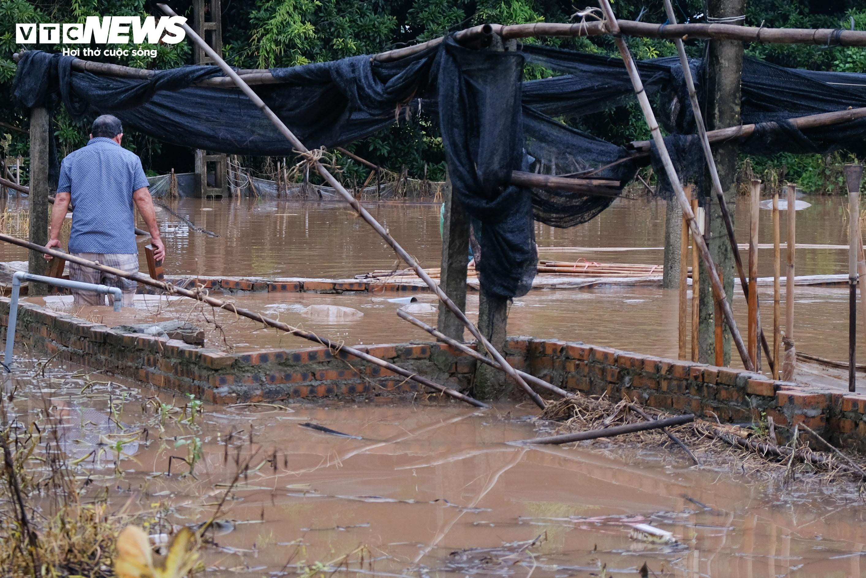 Hà Nội: Làng hoa Tây Tựu lao đao vì ngập, người dân gấp rút xả nước cứu vườn - 10