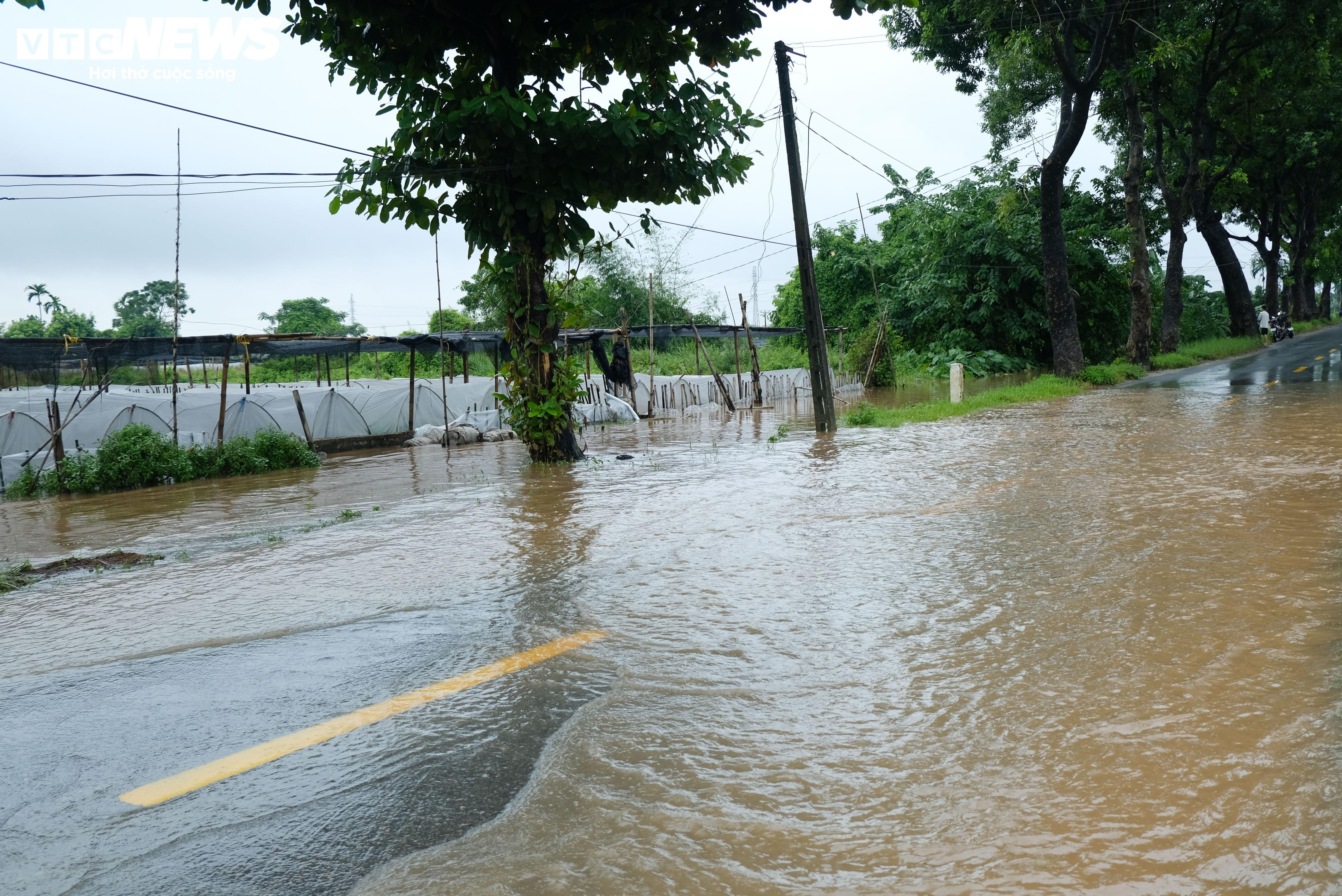 Hà Nội: Làng hoa Tây Tựu lao đao vì ngập, người dân gấp rút xả nước cứu vườn - 15