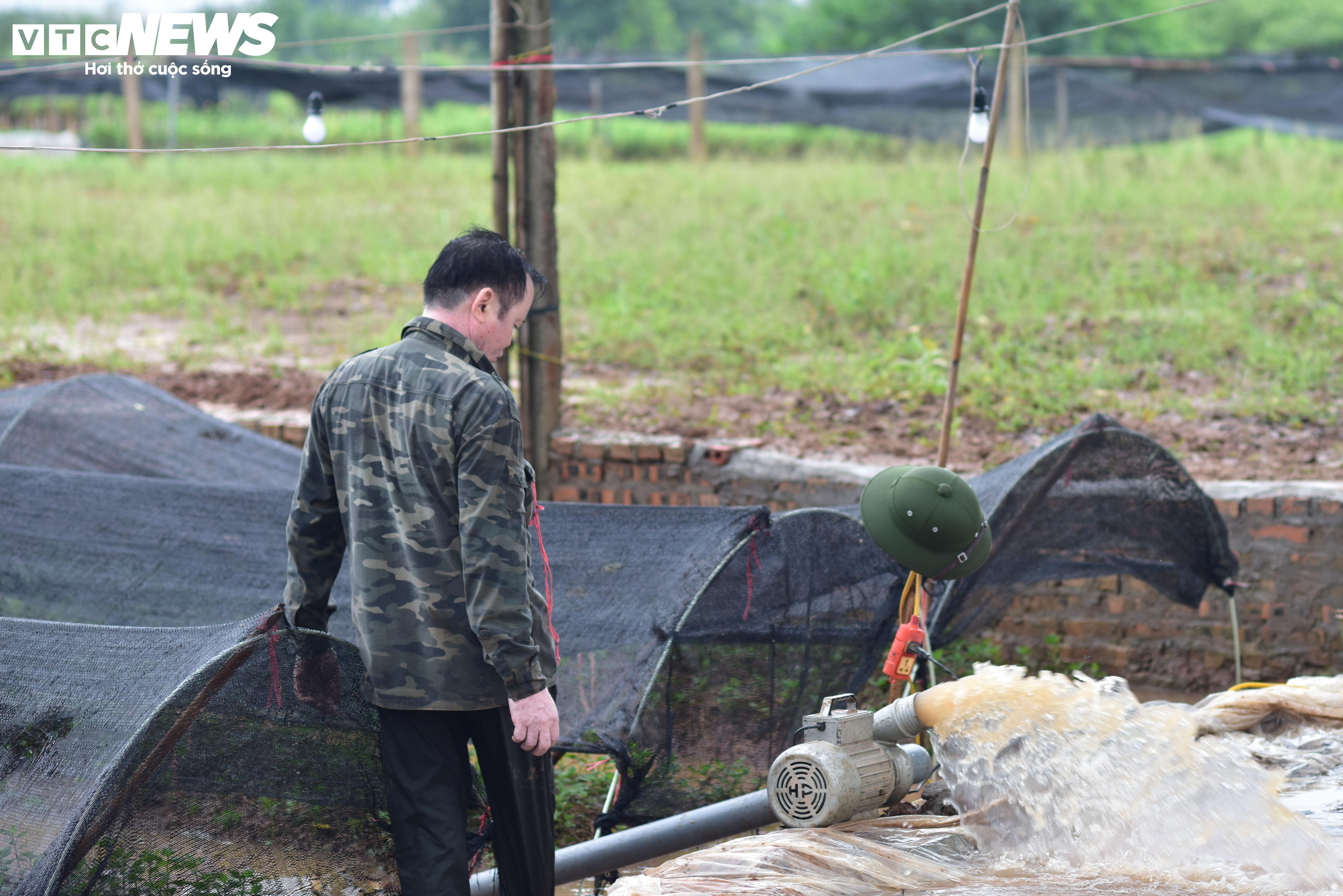 Hà Nội: Làng hoa Tây Tựu lao đao vì ngập, người dân gấp rút xả nước cứu vườn - 3