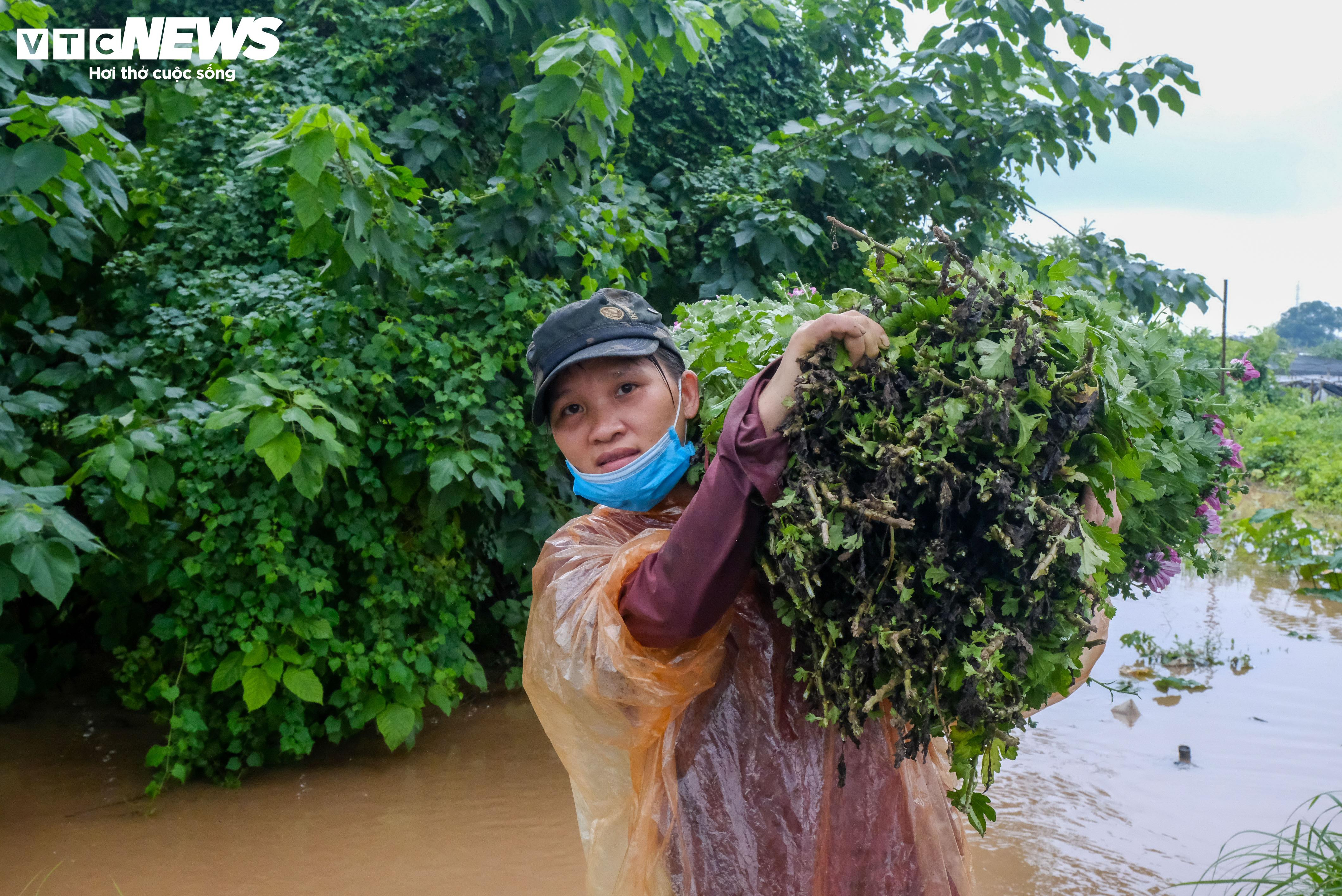 Hà Nội: Làng hoa Tây Tựu lao đao vì ngập, người dân gấp rút xả nước cứu vườn - 14