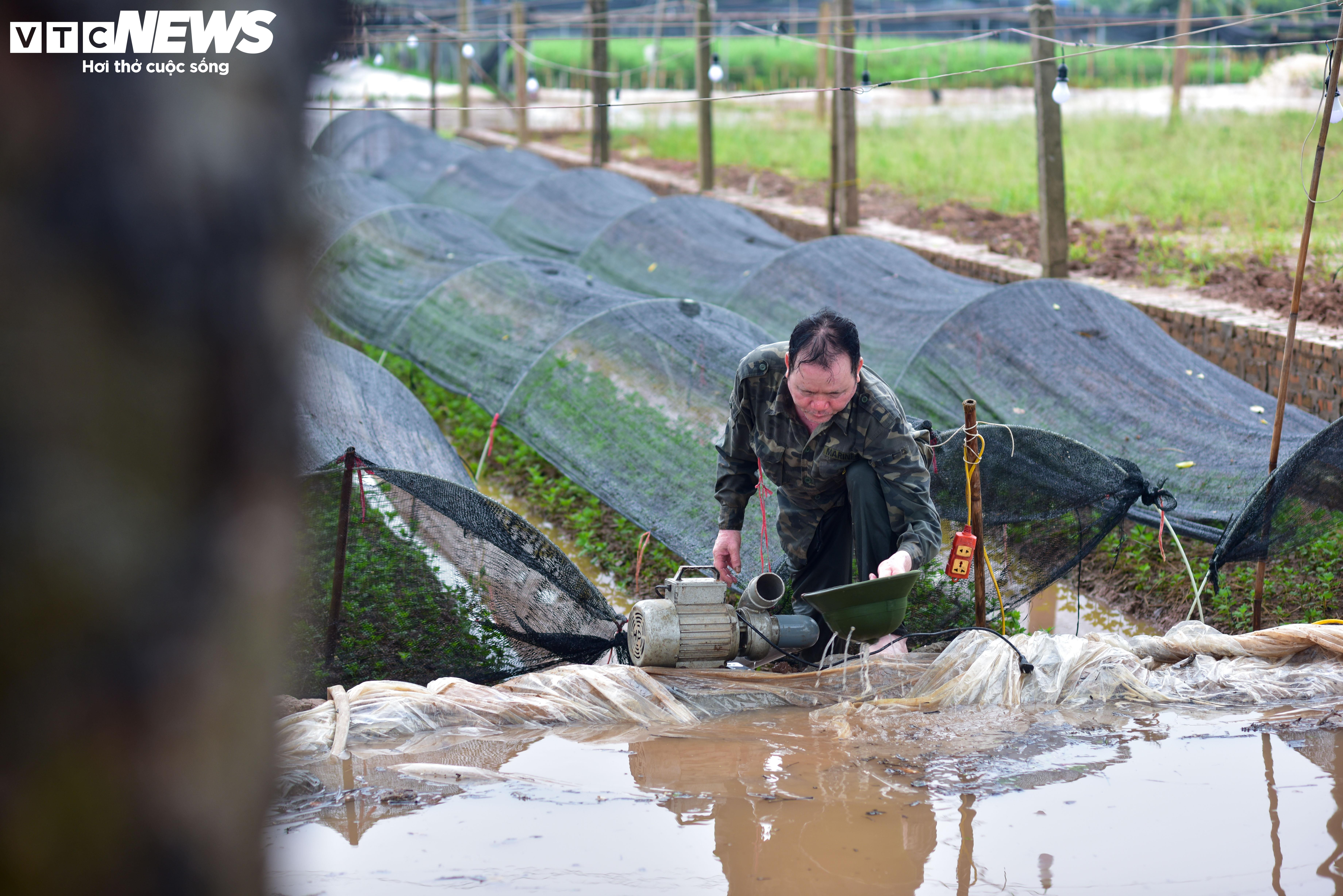 Hà Nội: Làng hoa Tây Tựu lao đao vì ngập, người dân gấp rút xả nước cứu vườn - 4