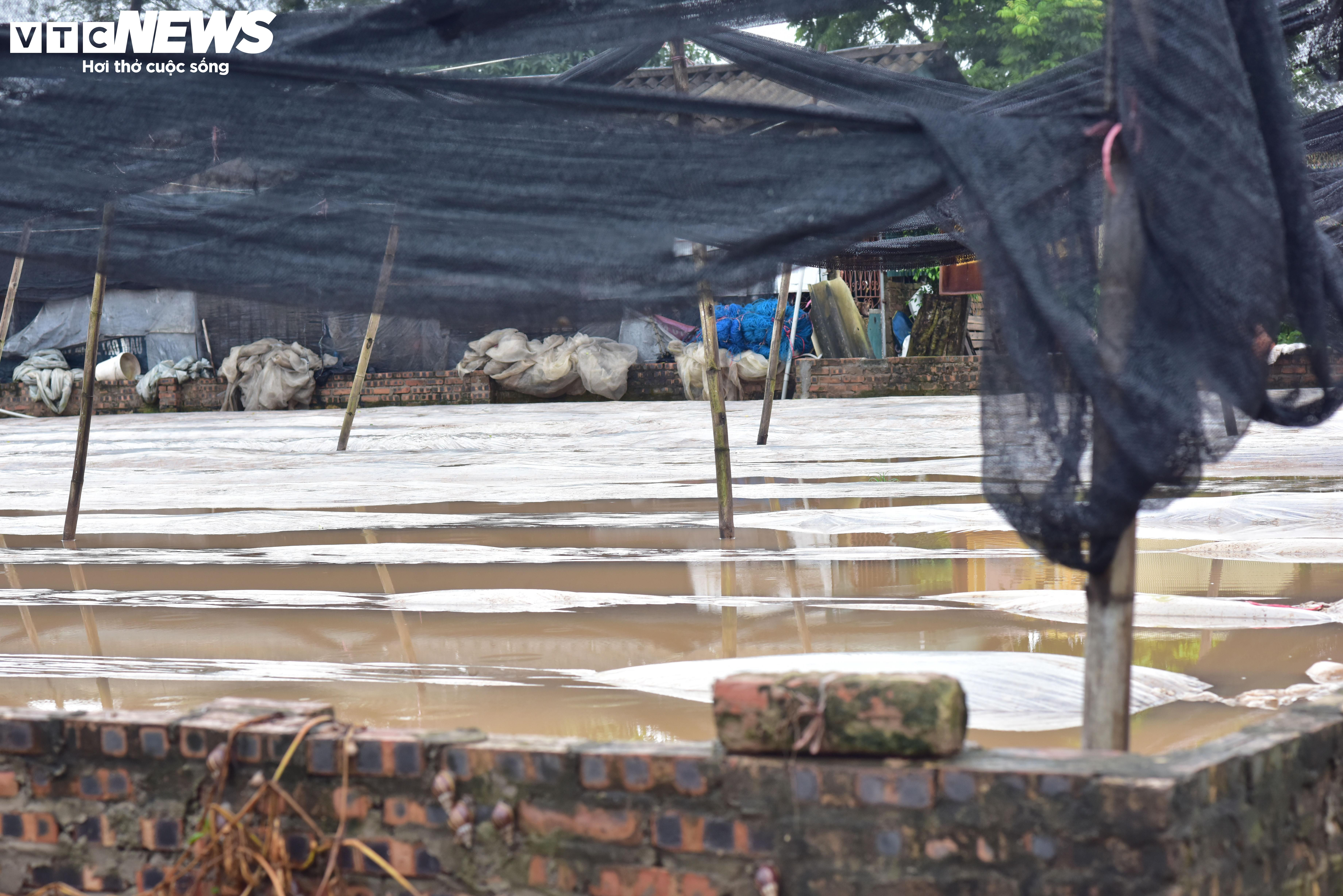 Hà Nội: Làng hoa Tây Tựu lao đao vì ngập, người dân gấp rút xả nước cứu vườn - 8