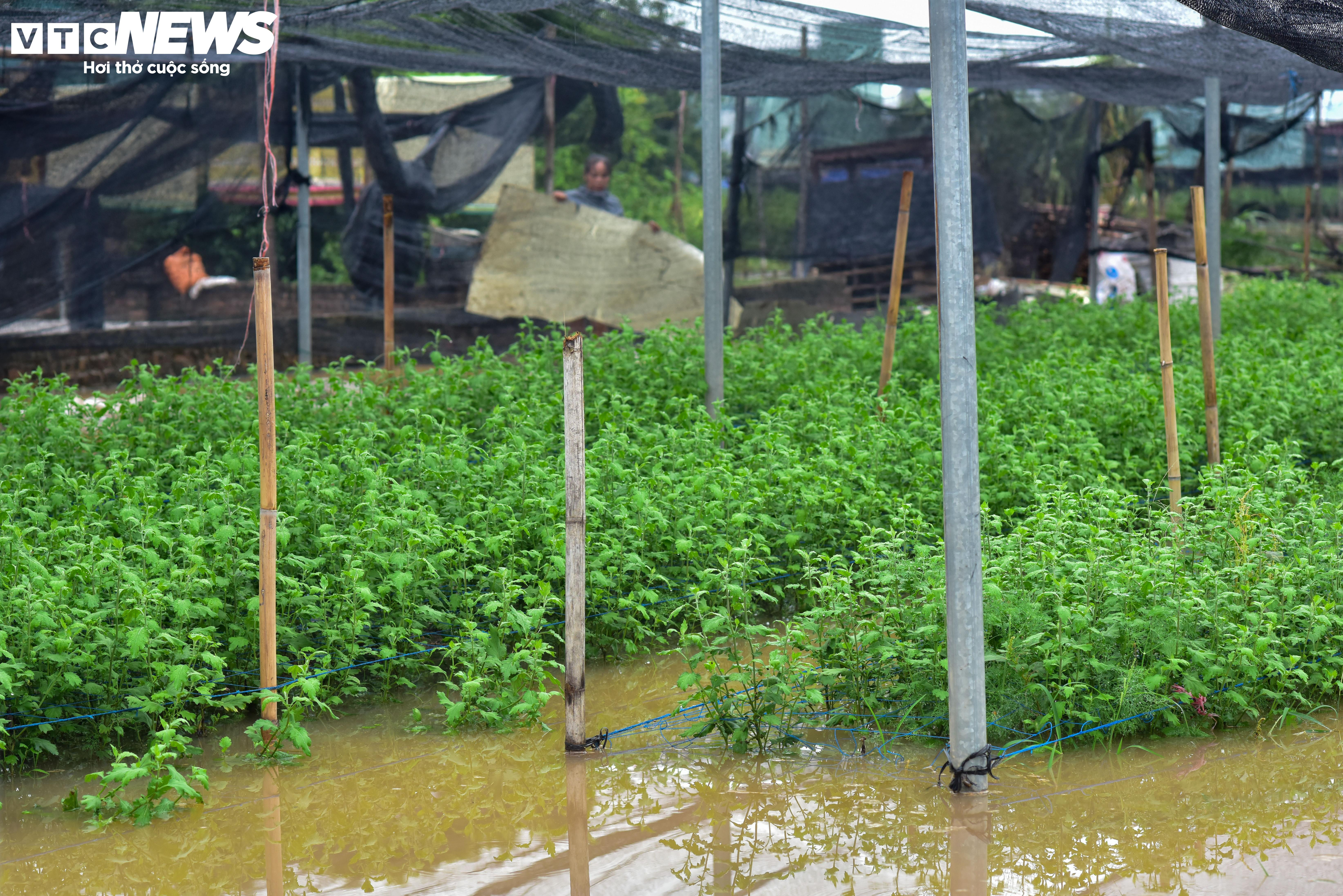 Hà Nội: Làng hoa Tây Tựu lao đao vì ngập, người dân gấp rút xả nước cứu vườn - 5