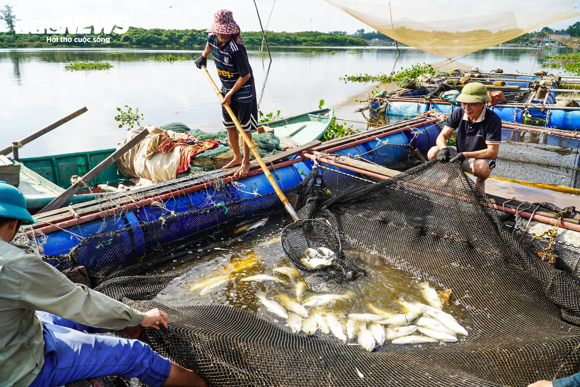 Hơn 50 tấn cá lồng chết phơi bụng, nông dân Hà Tĩnh trắng tay sau 1 đêm - 7