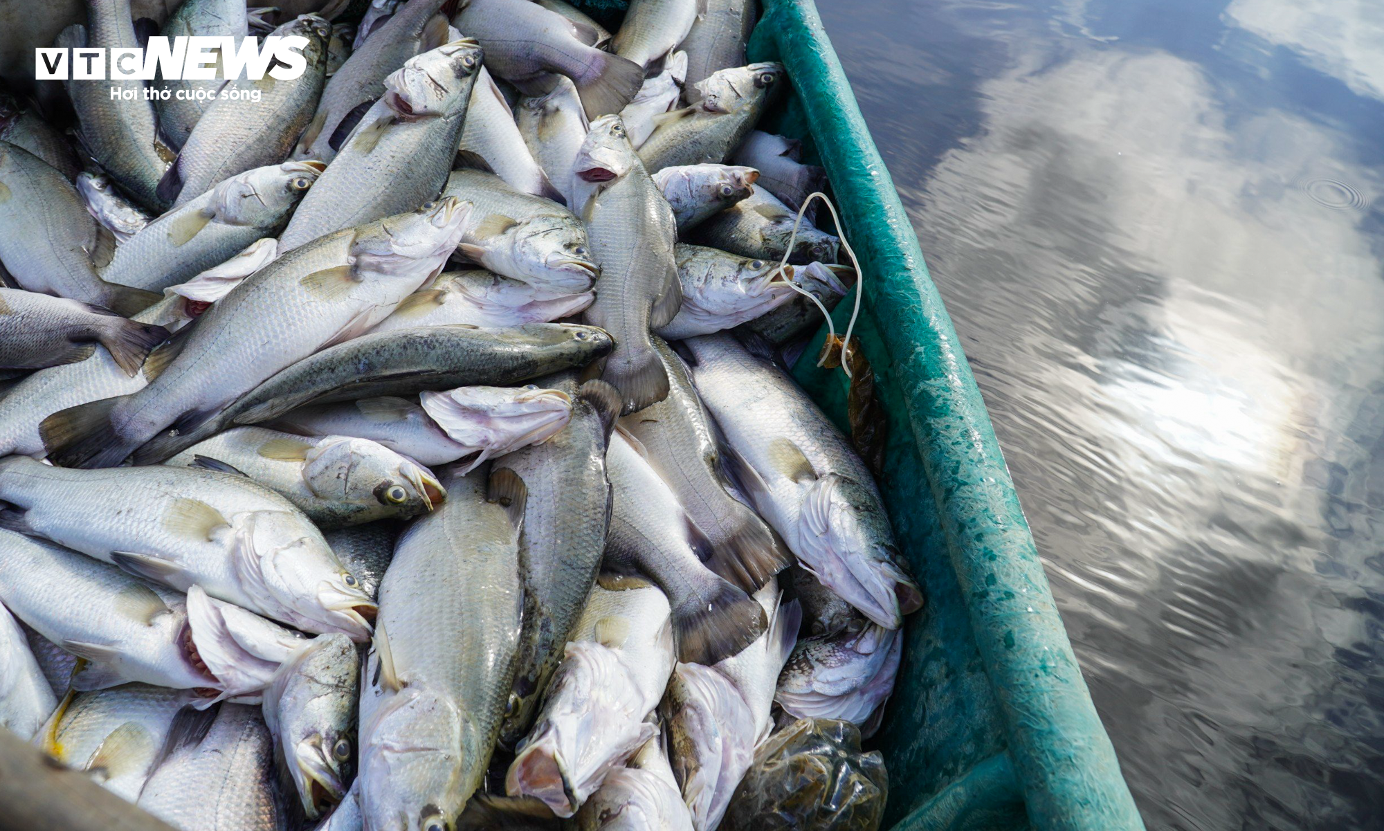 Hơn 50 tấn cá lồng chết phơi bụng, nông dân Hà Tĩnh trắng tay sau 1 đêm - 4