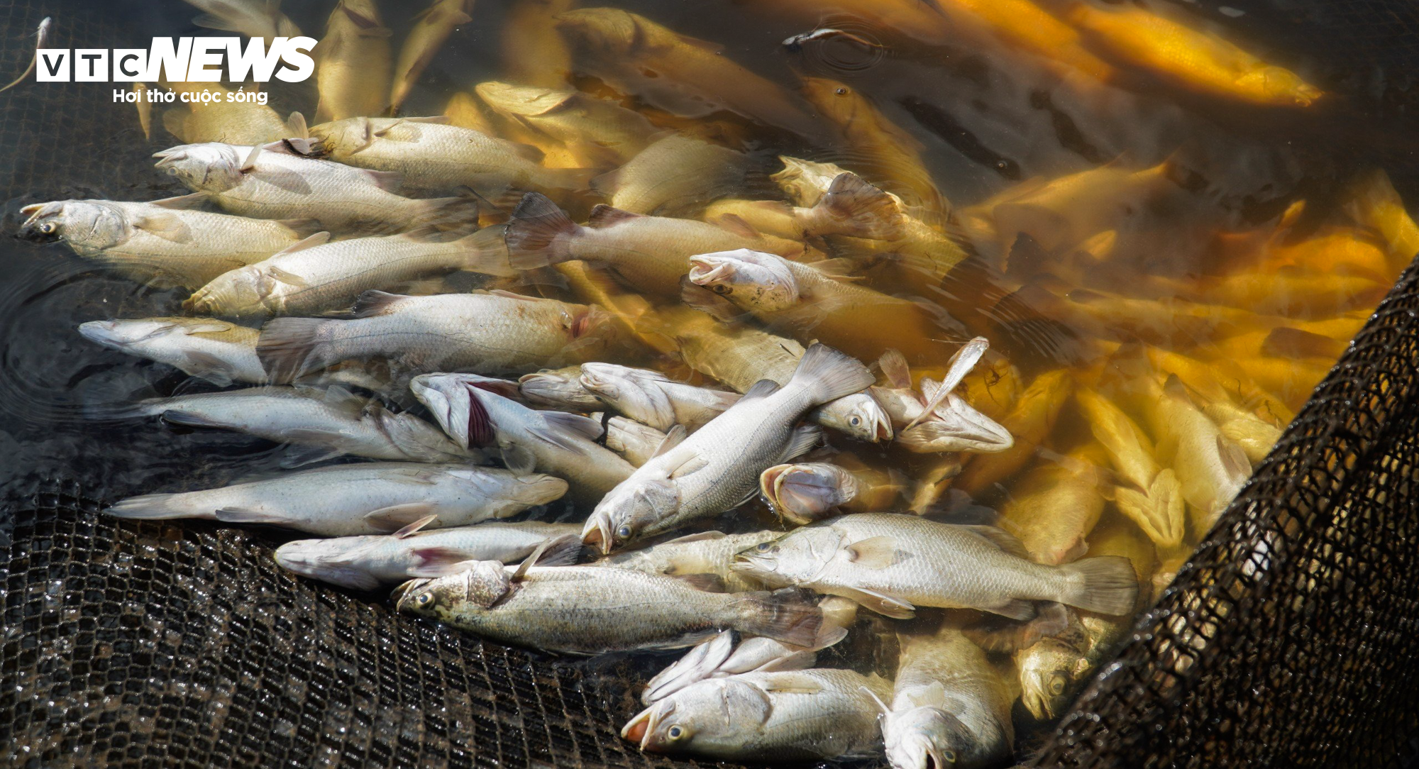 Hơn 50 tấn cá lồng chết phơi bụng, nông dân Hà Tĩnh trắng tay sau 1 đêm - 2