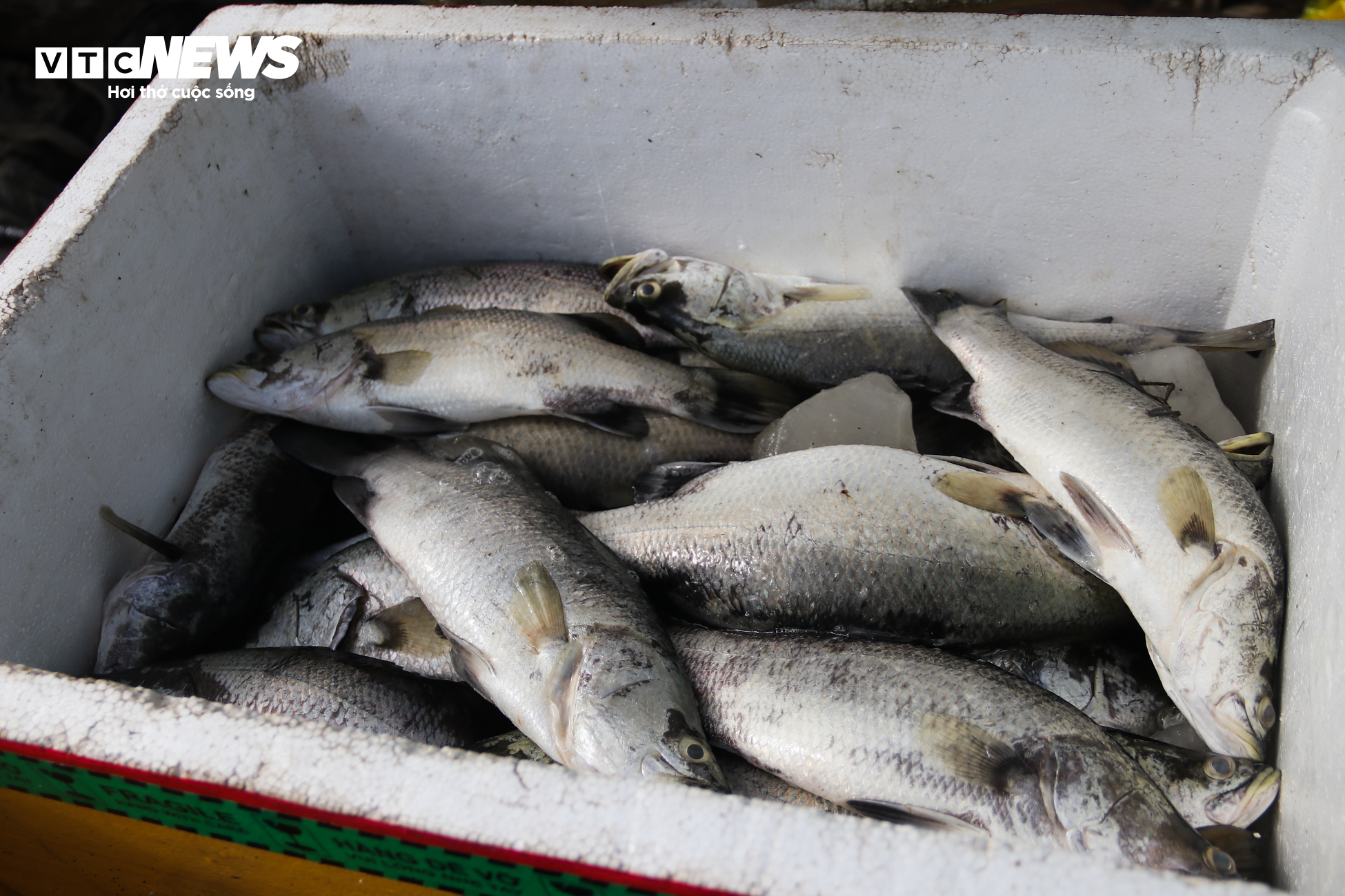 Hơn 50 tấn cá lồng chết phơi bụng, nông dân Hà Tĩnh trắng tay sau 1 đêm - 6