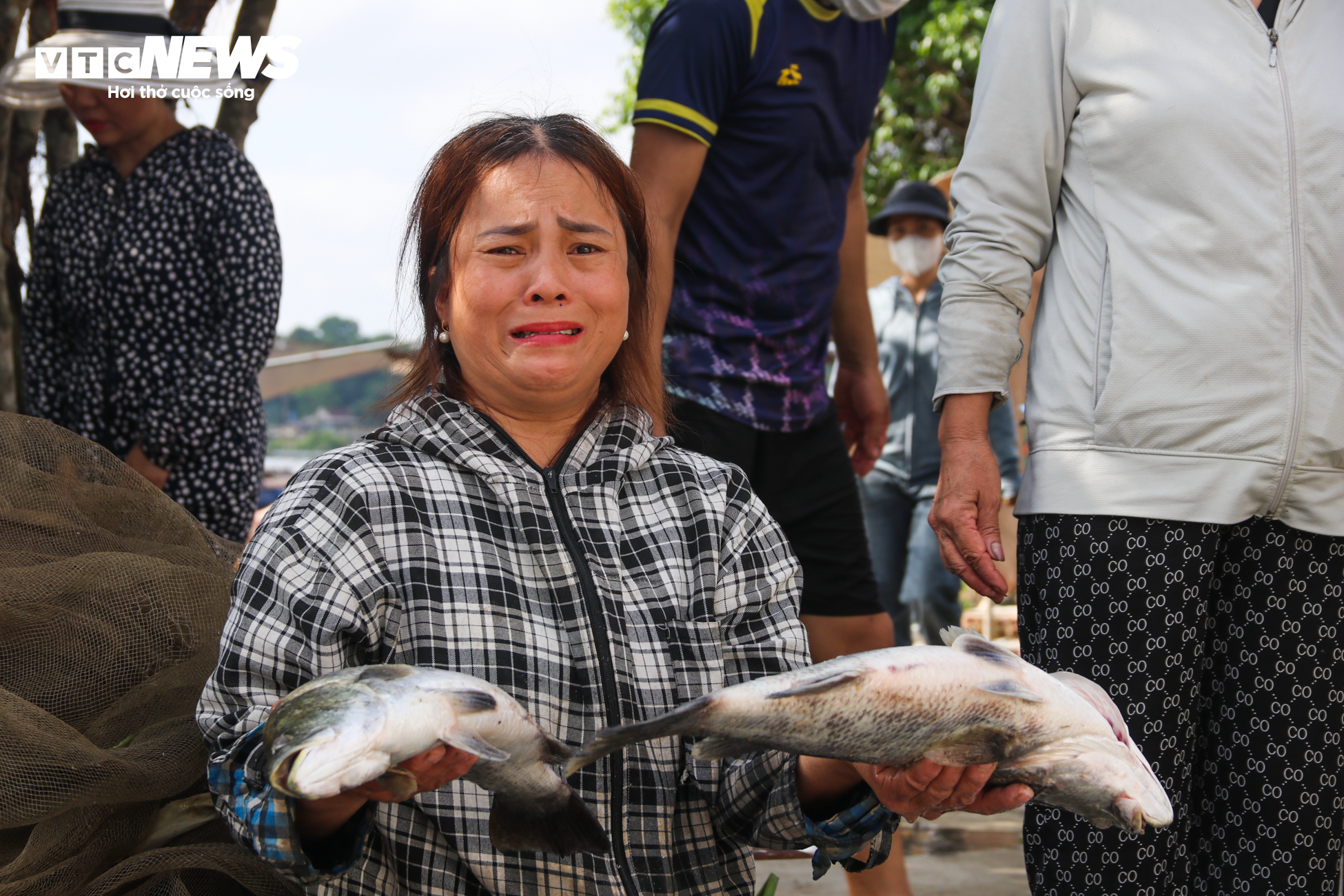 Hơn 50 tấn cá lồng chết phơi bụng, nông dân Hà Tĩnh trắng tay sau 1 đêm - 3