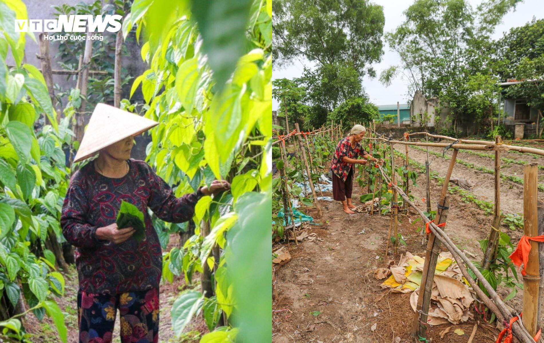 Nỗi thống khổ của người dân sống ‘treo’ cạnh mỏ sắt Thạch Khê - 4