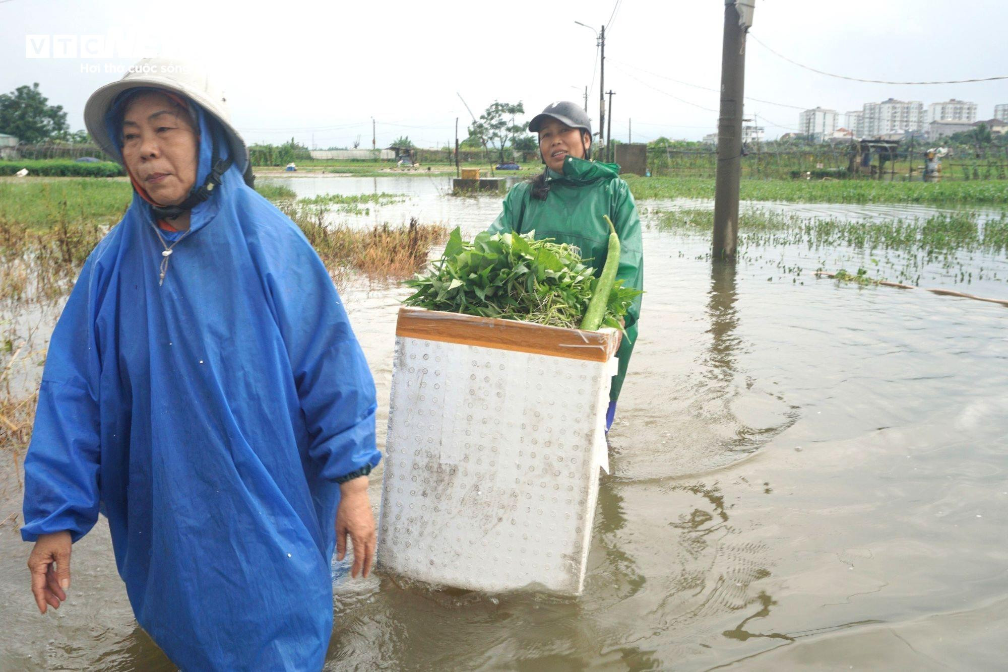 Nông dân Đà Nẵng rớt nước mắt nhặt từng cọng rau sau mưa lũ - 8