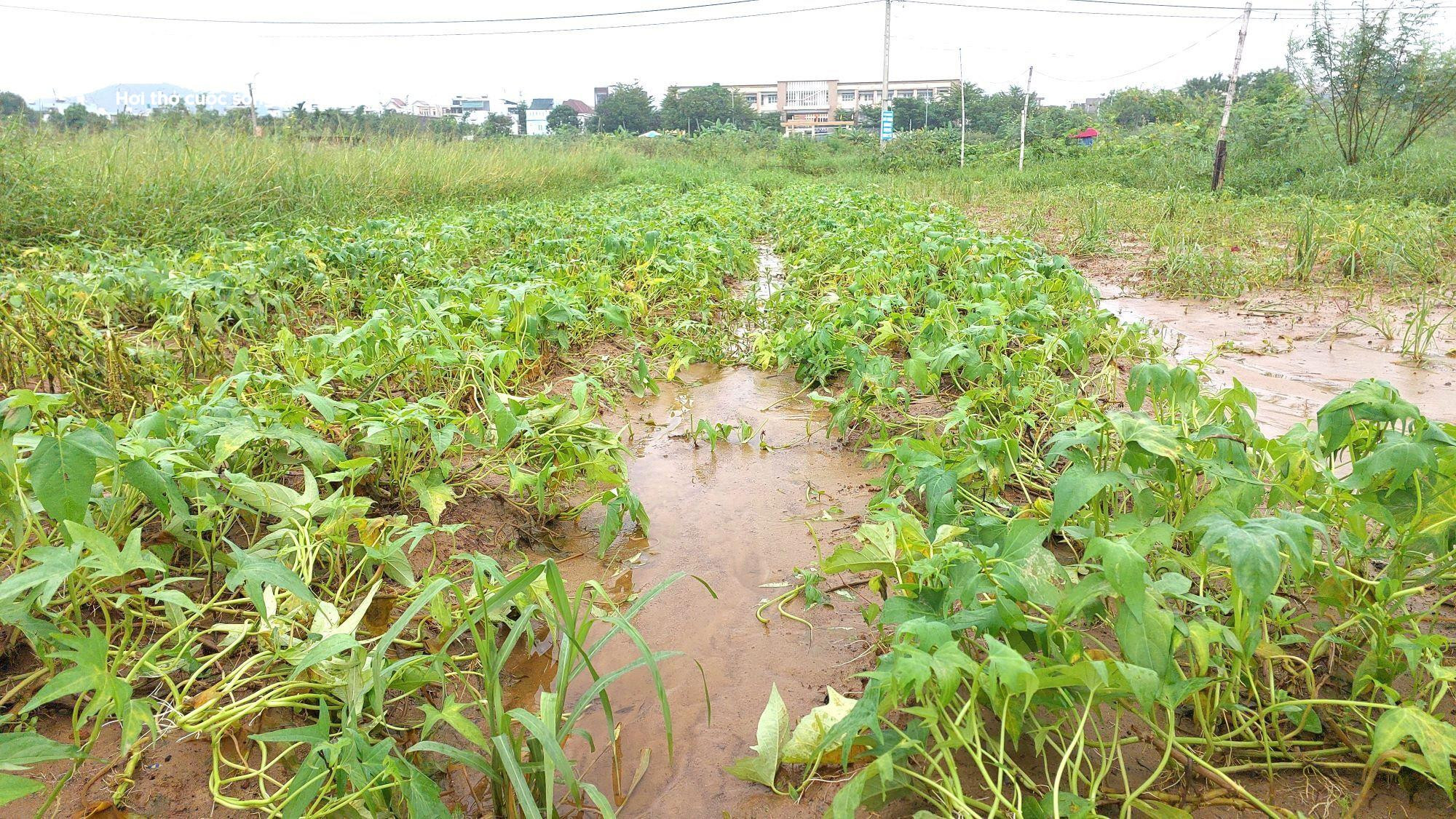 Nông dân Đà Nẵng rớt nước mắt nhặt từng cọng rau sau mưa lũ - 10