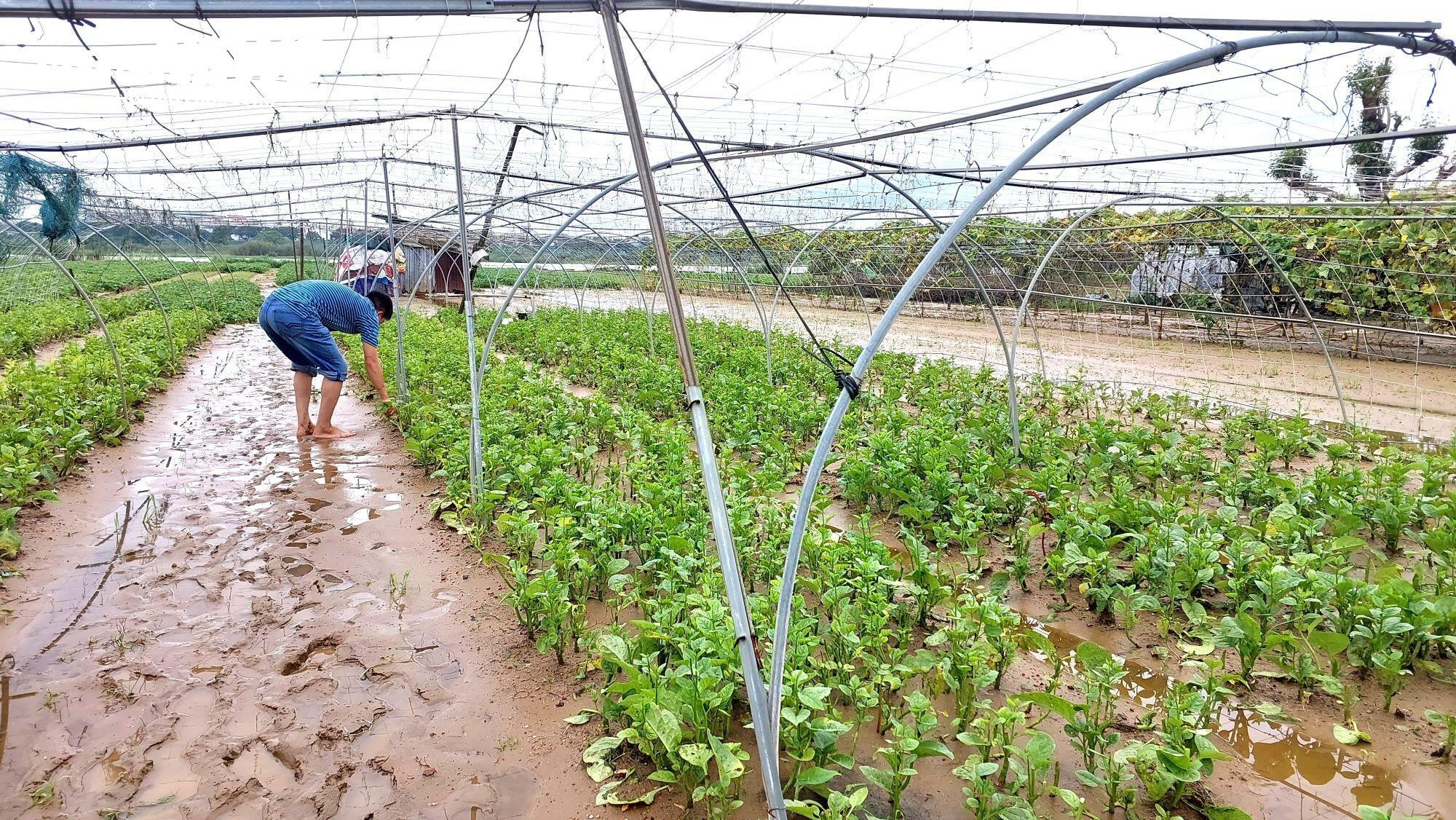 Nông dân Đà Nẵng rớt nước mắt nhặt từng cọng rau sau mưa lũ - 7