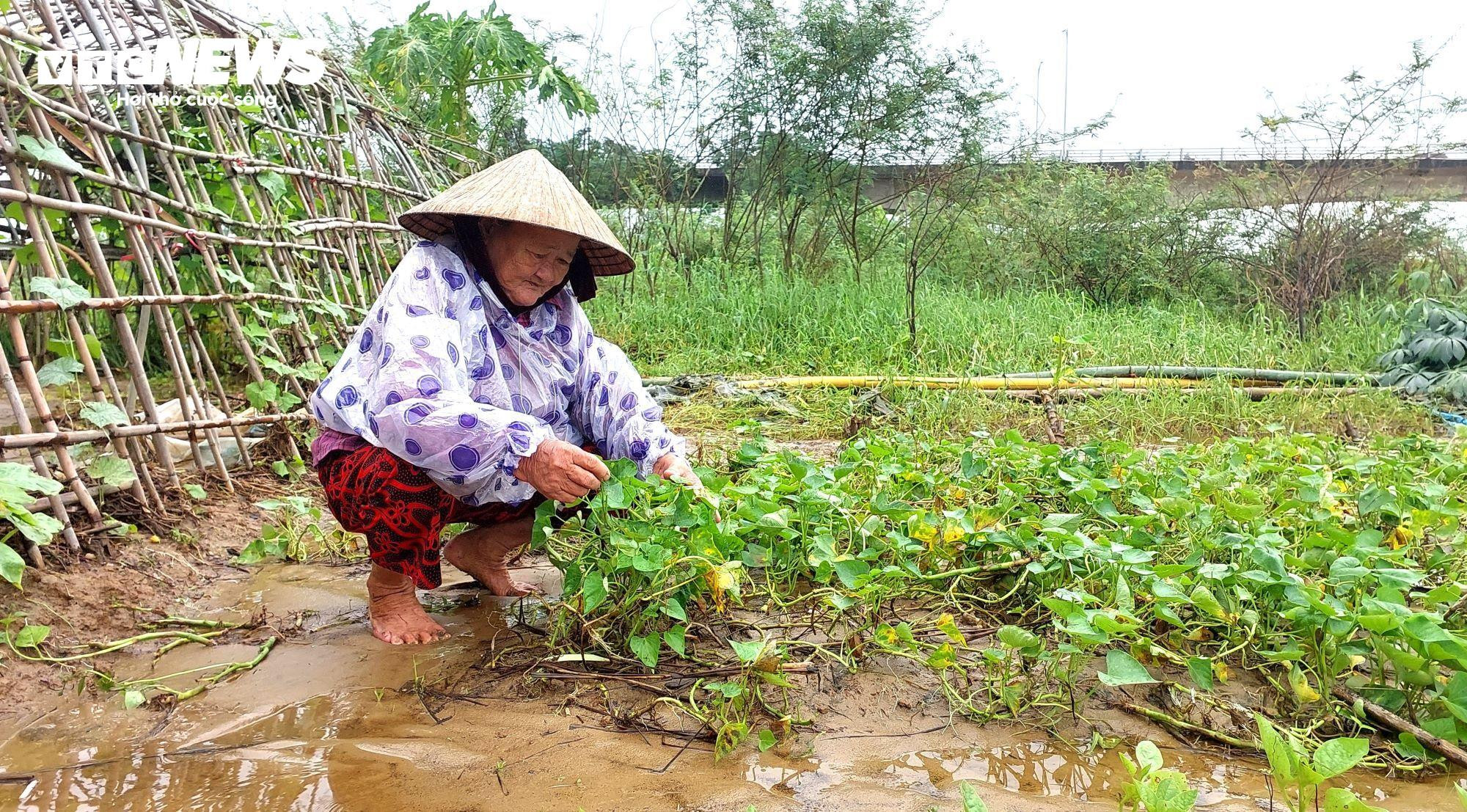Nông dân Đà Nẵng rớt nước mắt nhặt từng cọng rau sau mưa lũ - 6