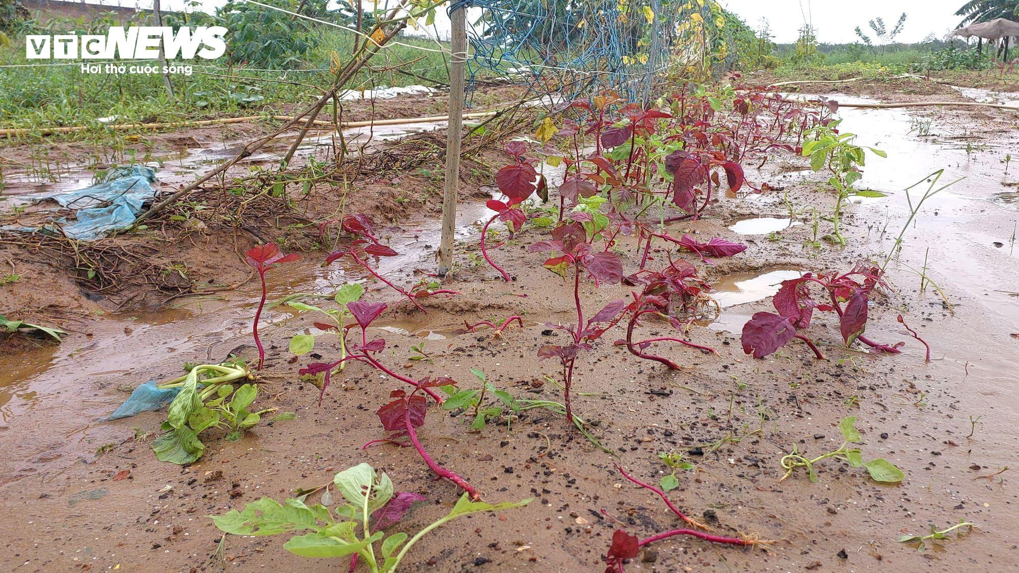 Nông dân Đà Nẵng rớt nước mắt nhặt từng cọng rau sau mưa lũ - 11