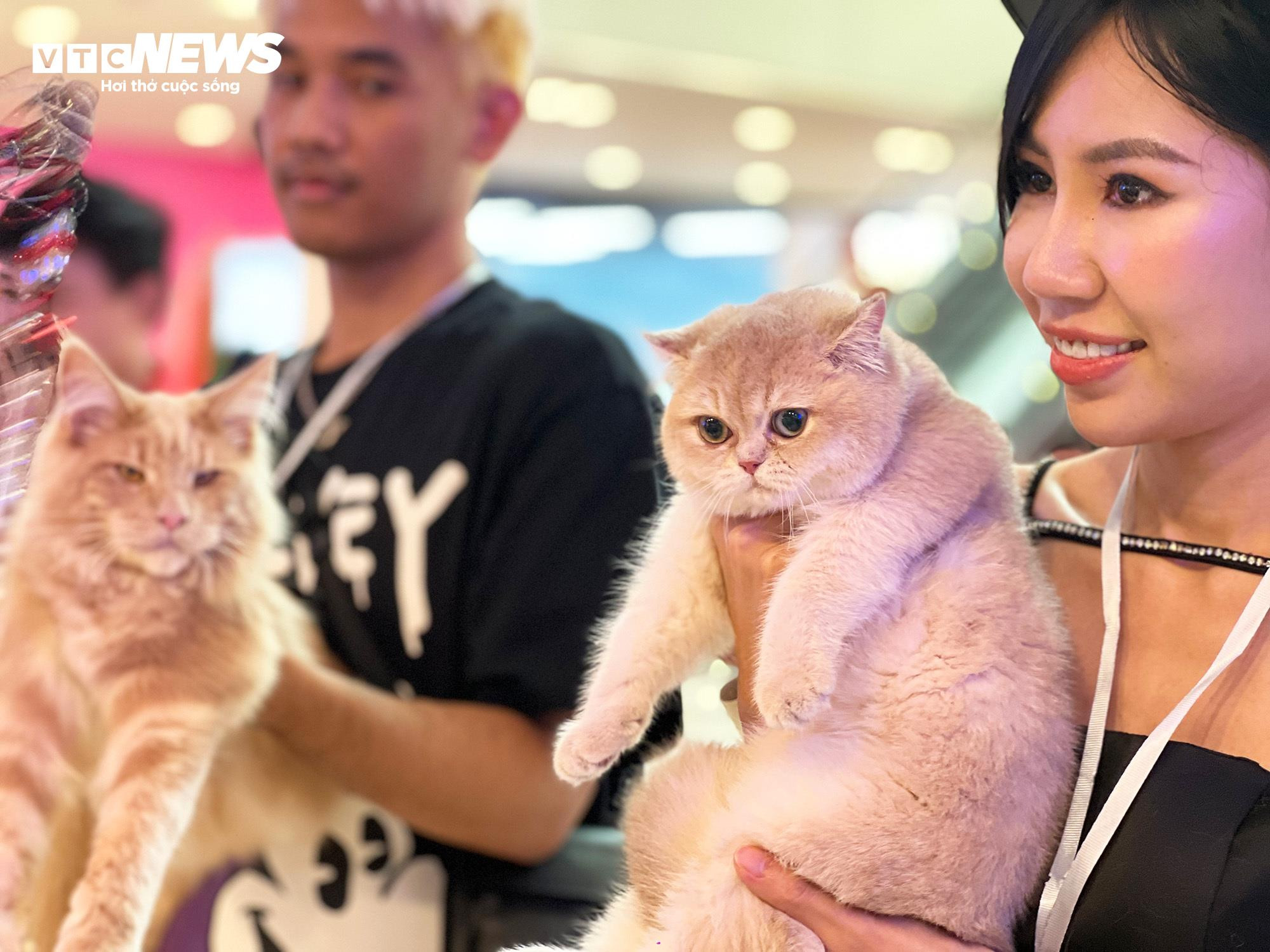 Mèo khắp Đông Nam Á hội ngộ về TP.HCM tham dự cuộc thi sắc đẹp - 5