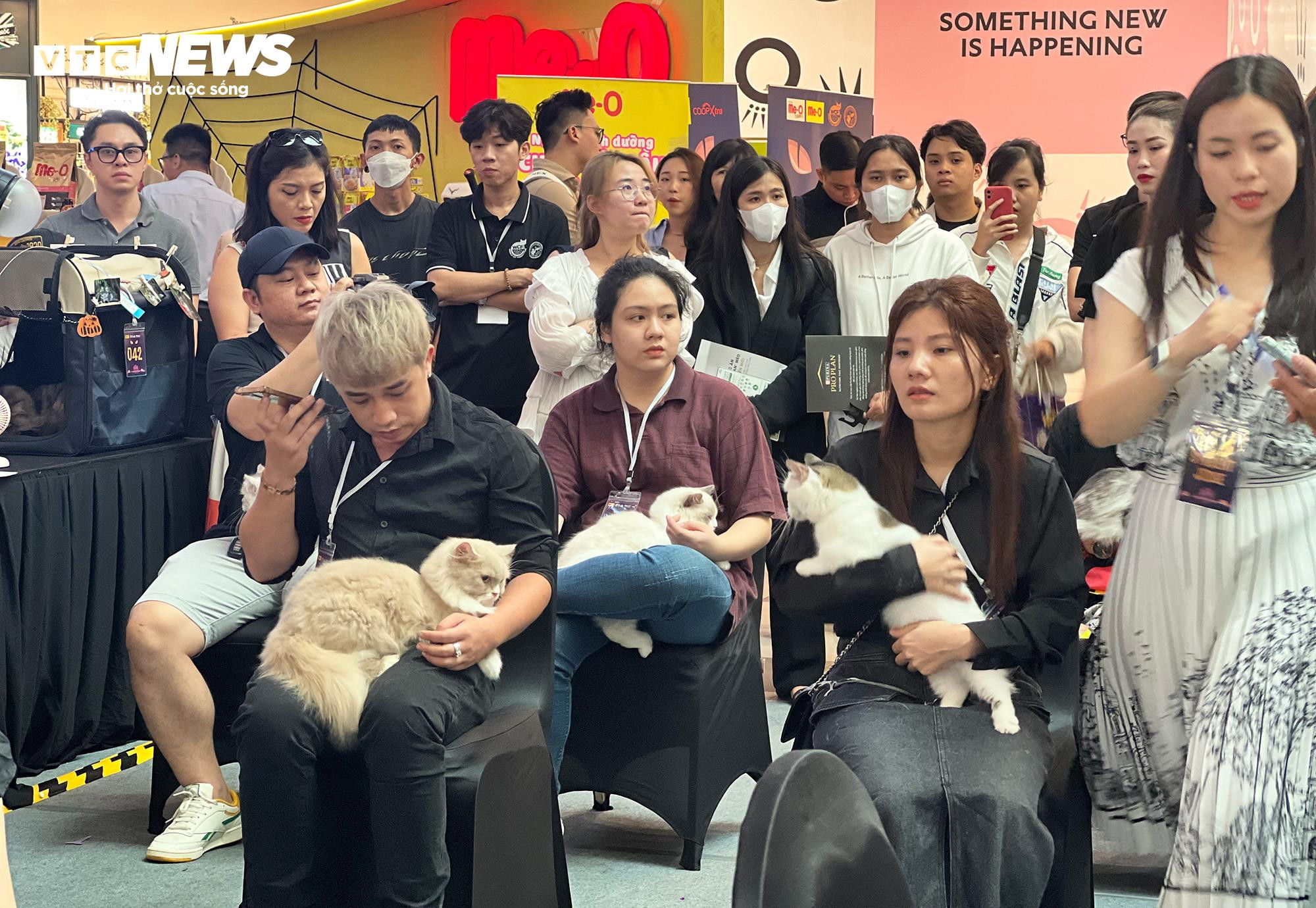 Mèo khắp Đông Nam Á hội ngộ về TP.HCM tham dự cuộc thi sắc đẹp - 3