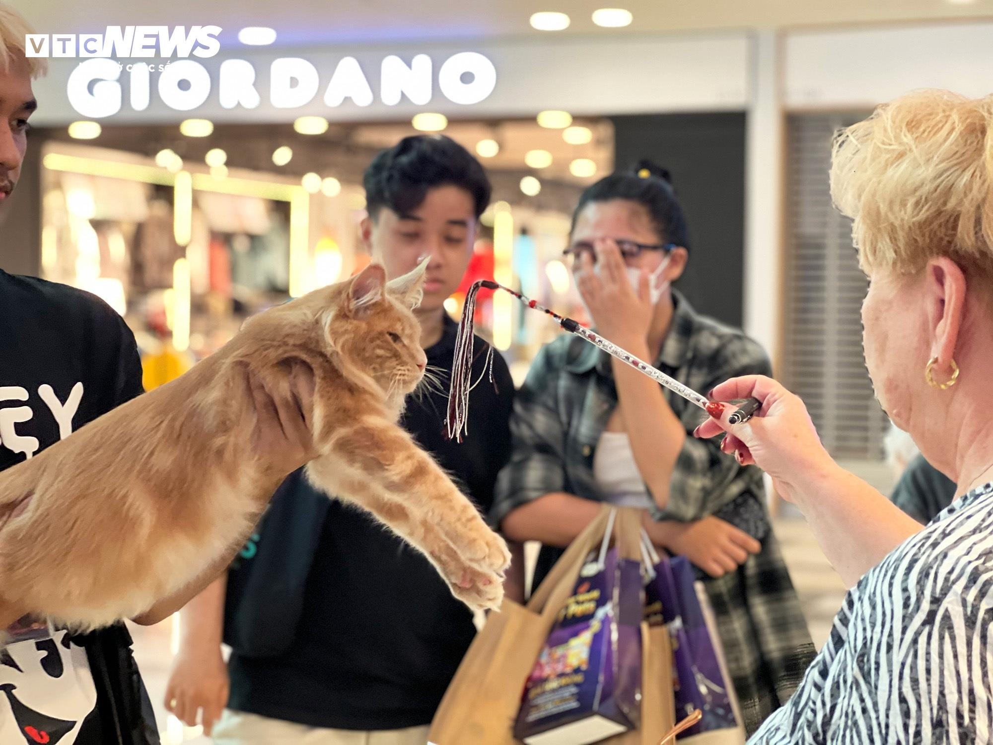 Mèo khắp Đông Nam Á hội ngộ về TP.HCM tham dự cuộc thi sắc đẹp - 4