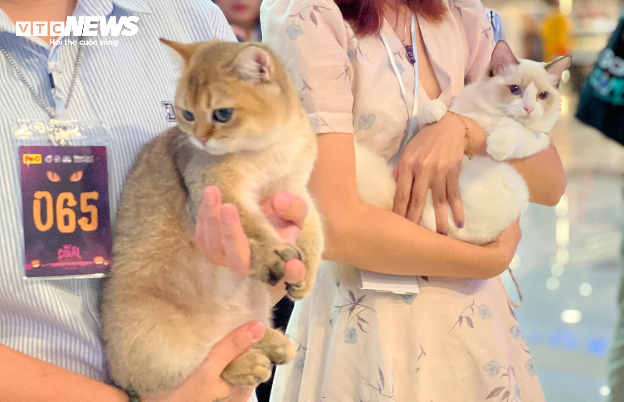 Mèo khắp Đông Nam Á hội ngộ về TP.HCM tham dự cuộc thi sắc đẹp - 7