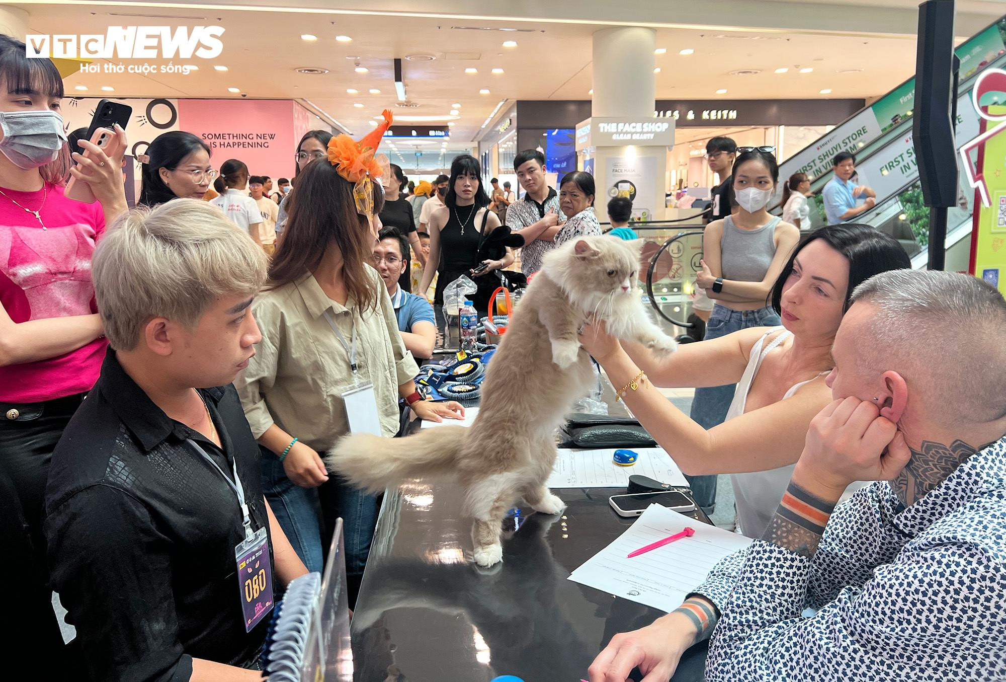 Mèo khắp Đông Nam Á hội ngộ về TP.HCM tham dự cuộc thi sắc đẹp - 1