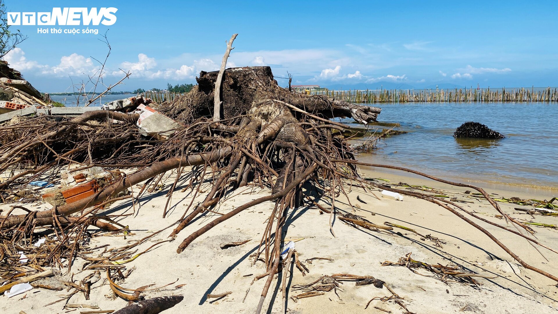 Triều cường công phá bờ biển suốt 1 thập kỷ, 'nuốt chửng' nhà cửa ở Quảng Nam - 8