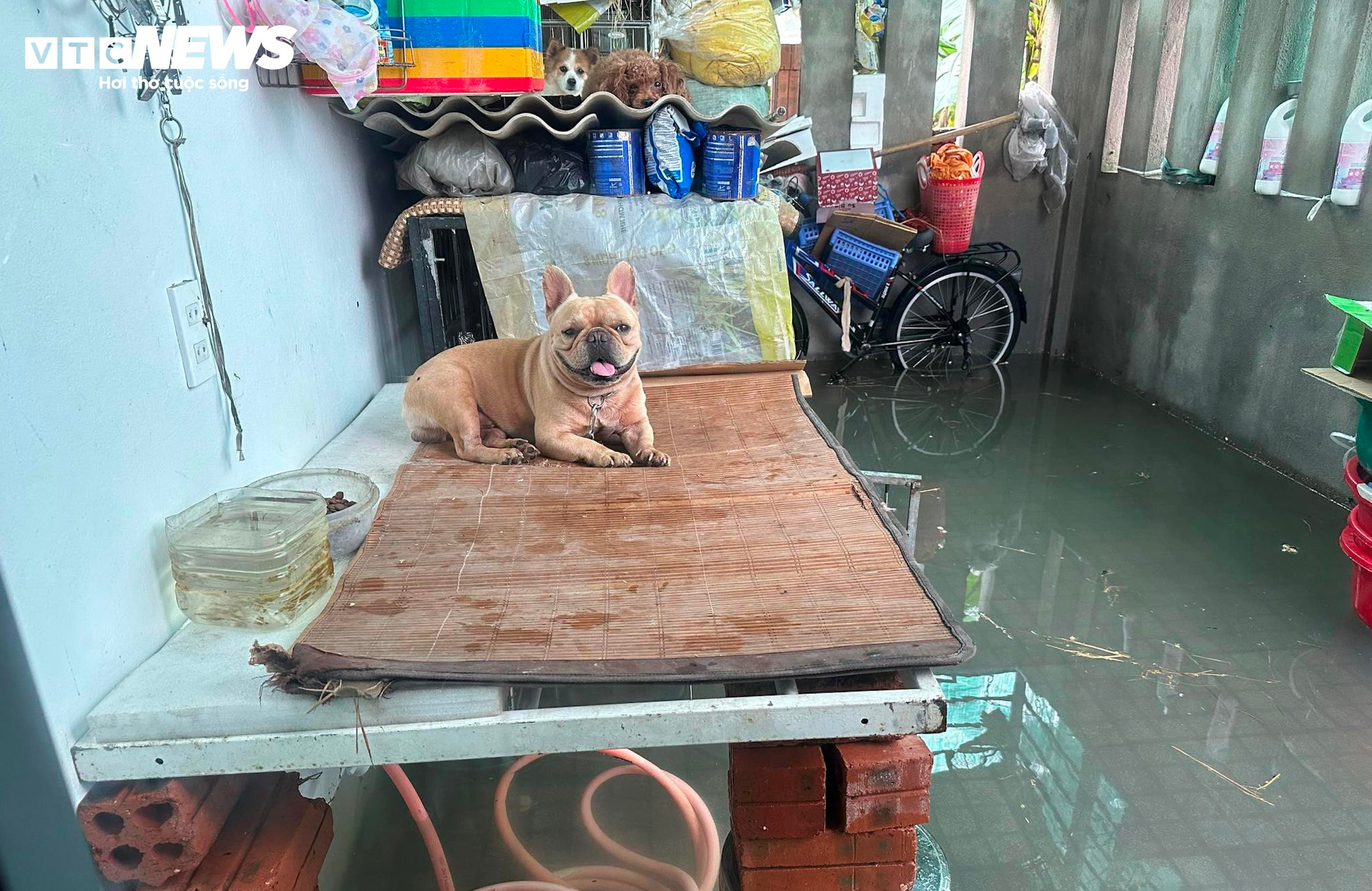 Ô tô, xe máy ngâm trong nước lũ, người dân Huế 'khóc ròng' - 14