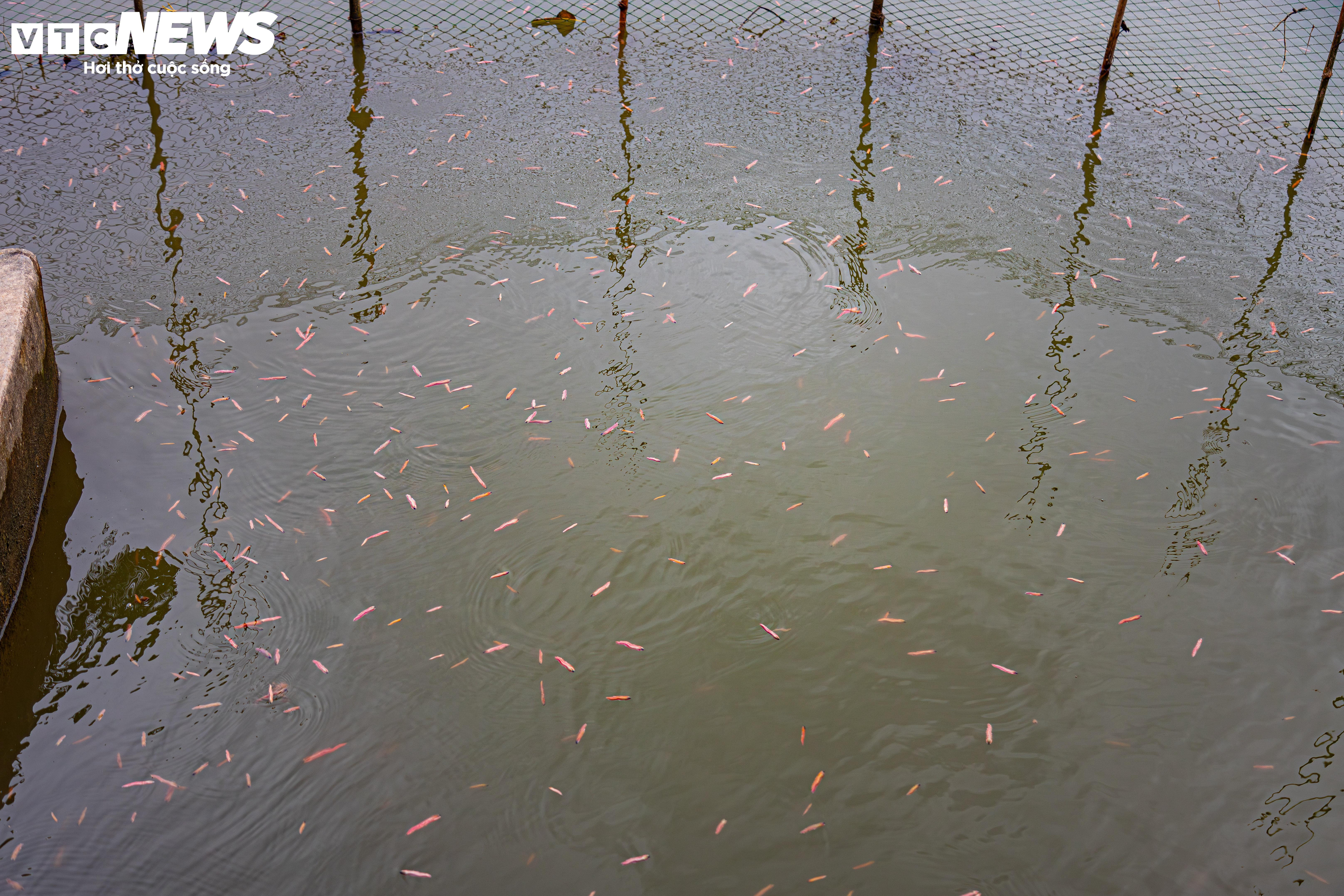 Kiếm hơn 200 triệu đồng chỉ sau một ngày vớt 'lộc trời' - 2