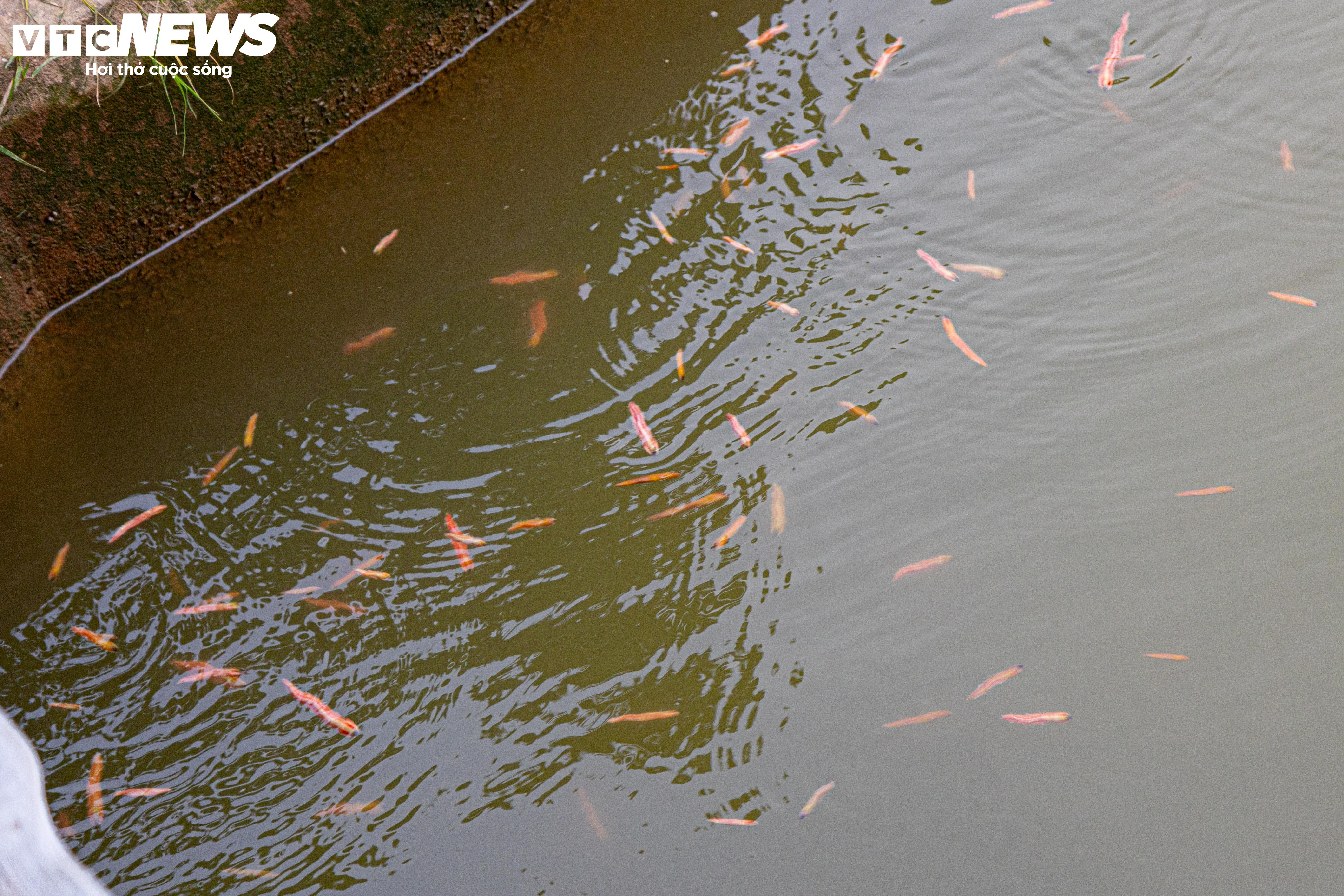 Kiếm hơn 200 triệu đồng chỉ sau một ngày vớt 'lộc trời' - 3