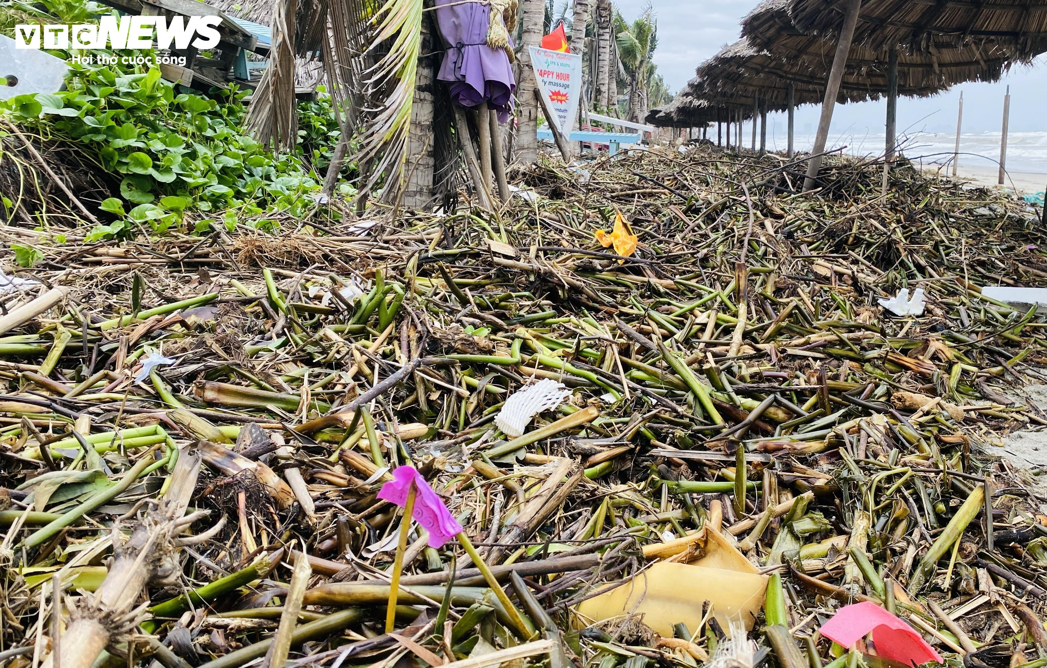 Rác thải, lục bình tràn ngập bãi biển đẹp nhất châu Á ở Hội An - 2