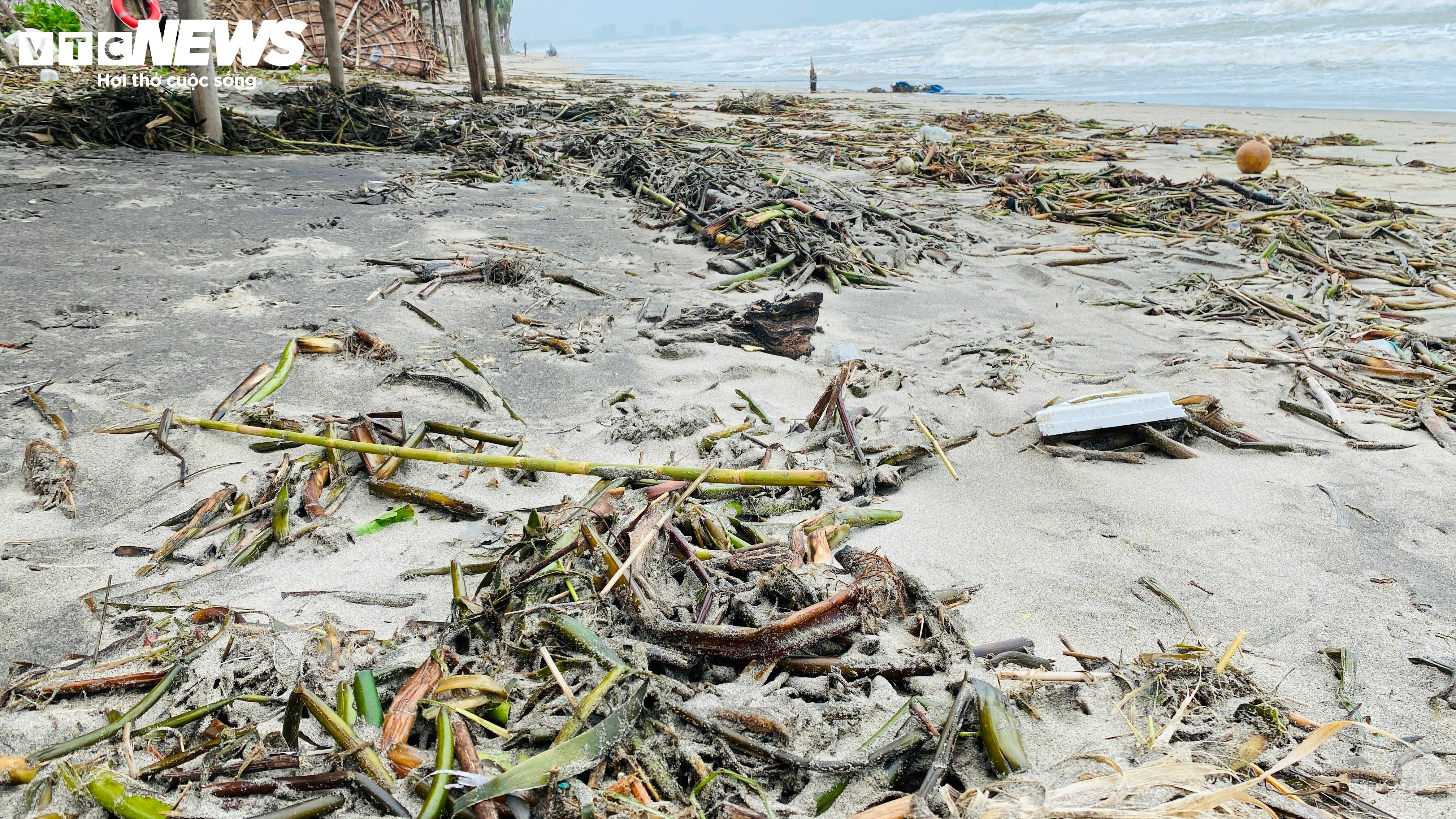 Rác thải, lục bình tràn ngập bãi biển đẹp nhất châu Á ở Hội An - 7
