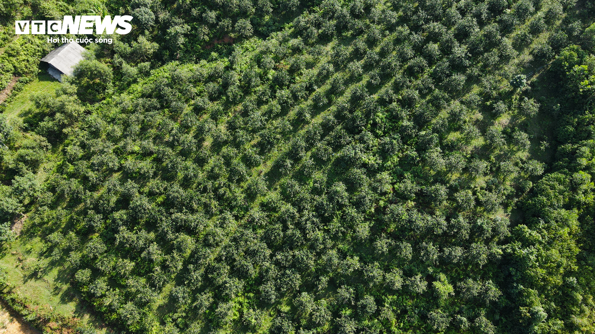 Thủ phủ cam Hà Tĩnh vào mùa, bán giá cao vẫn ‘cháy’ hàng - 16