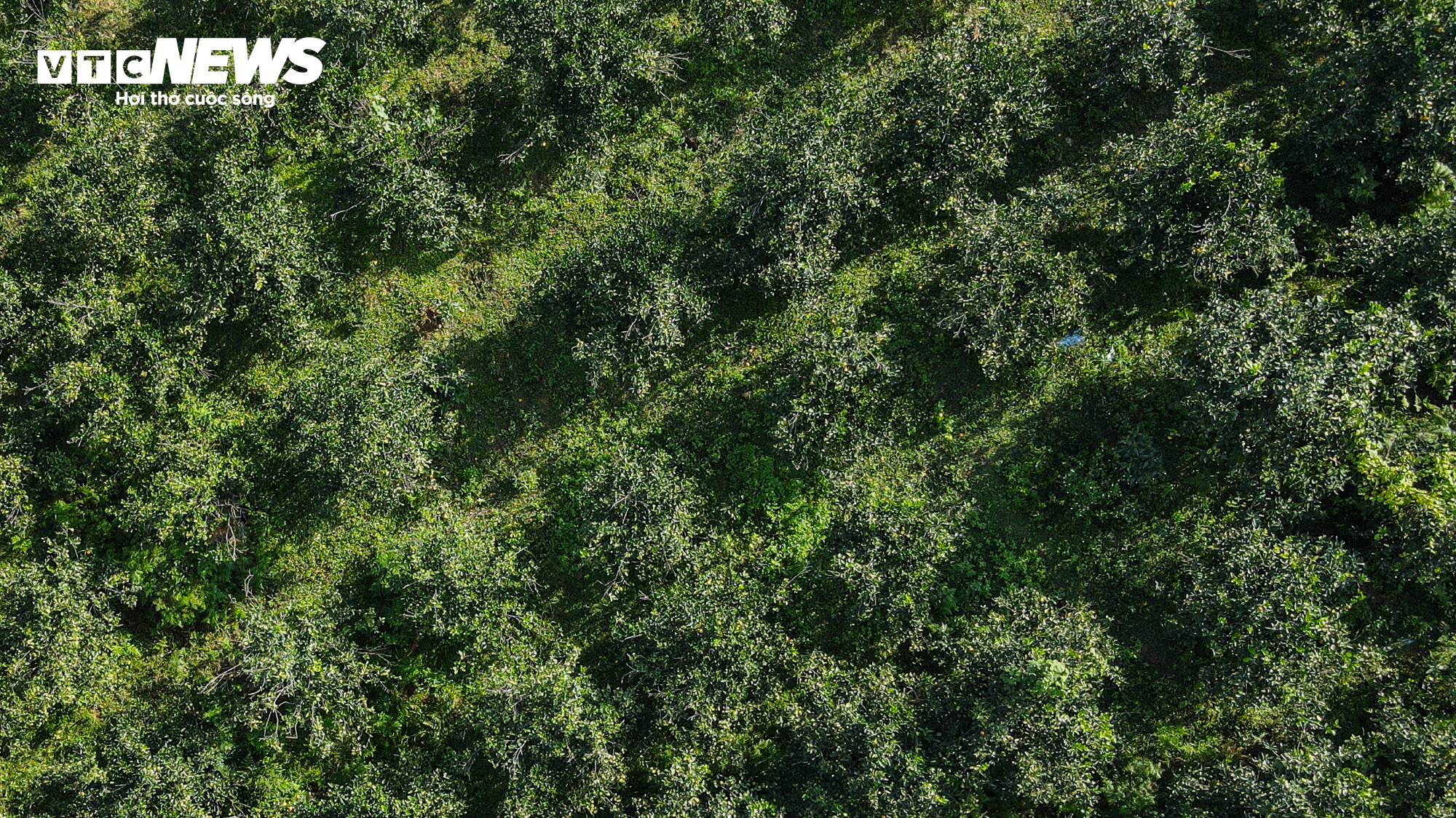 Thủ phủ cam Hà Tĩnh vào mùa, bán giá cao vẫn ‘cháy’ hàng - 11