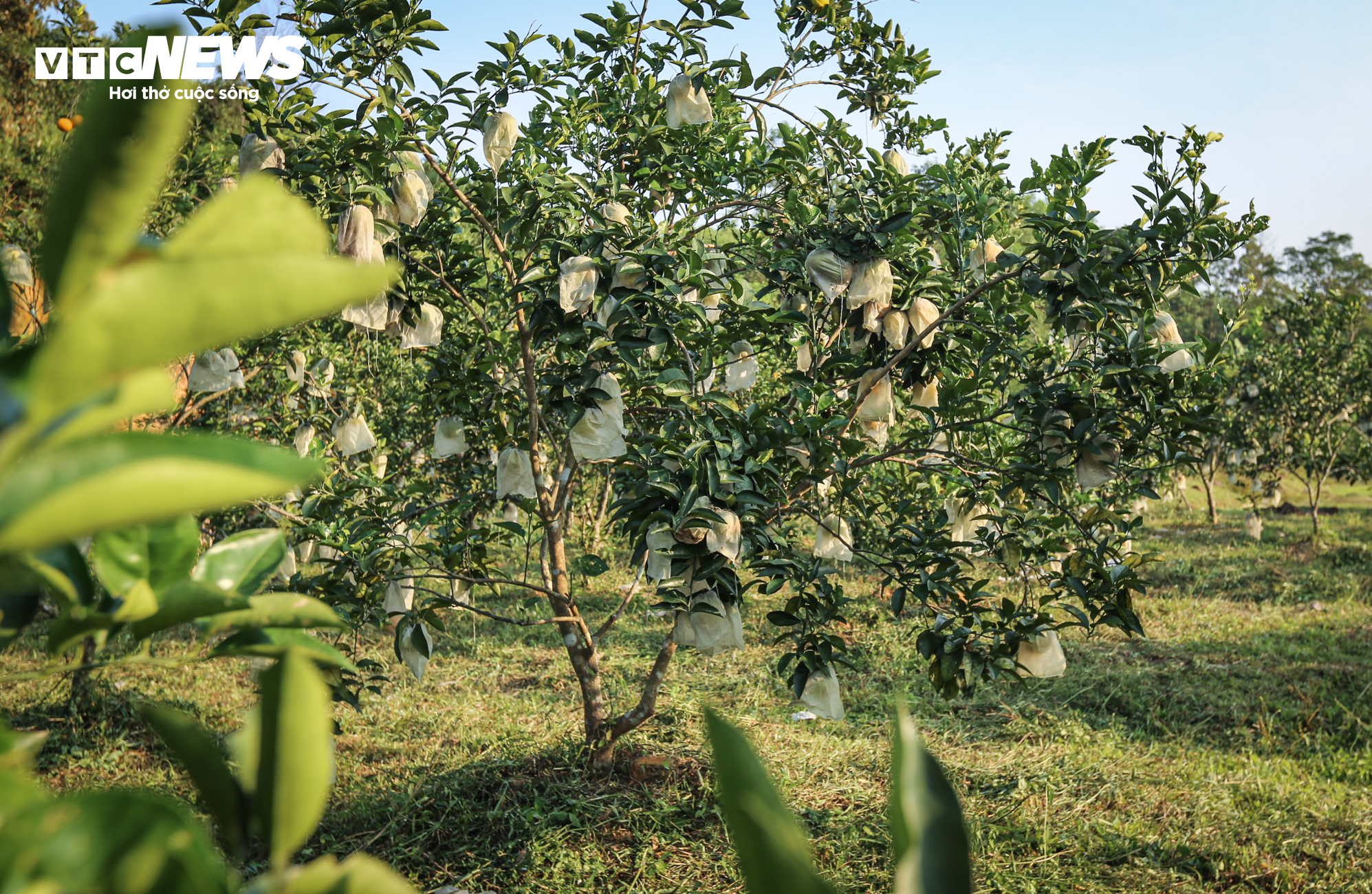 Thủ phủ cam Hà Tĩnh vào mùa, bán giá cao vẫn ‘cháy’ hàng - 10