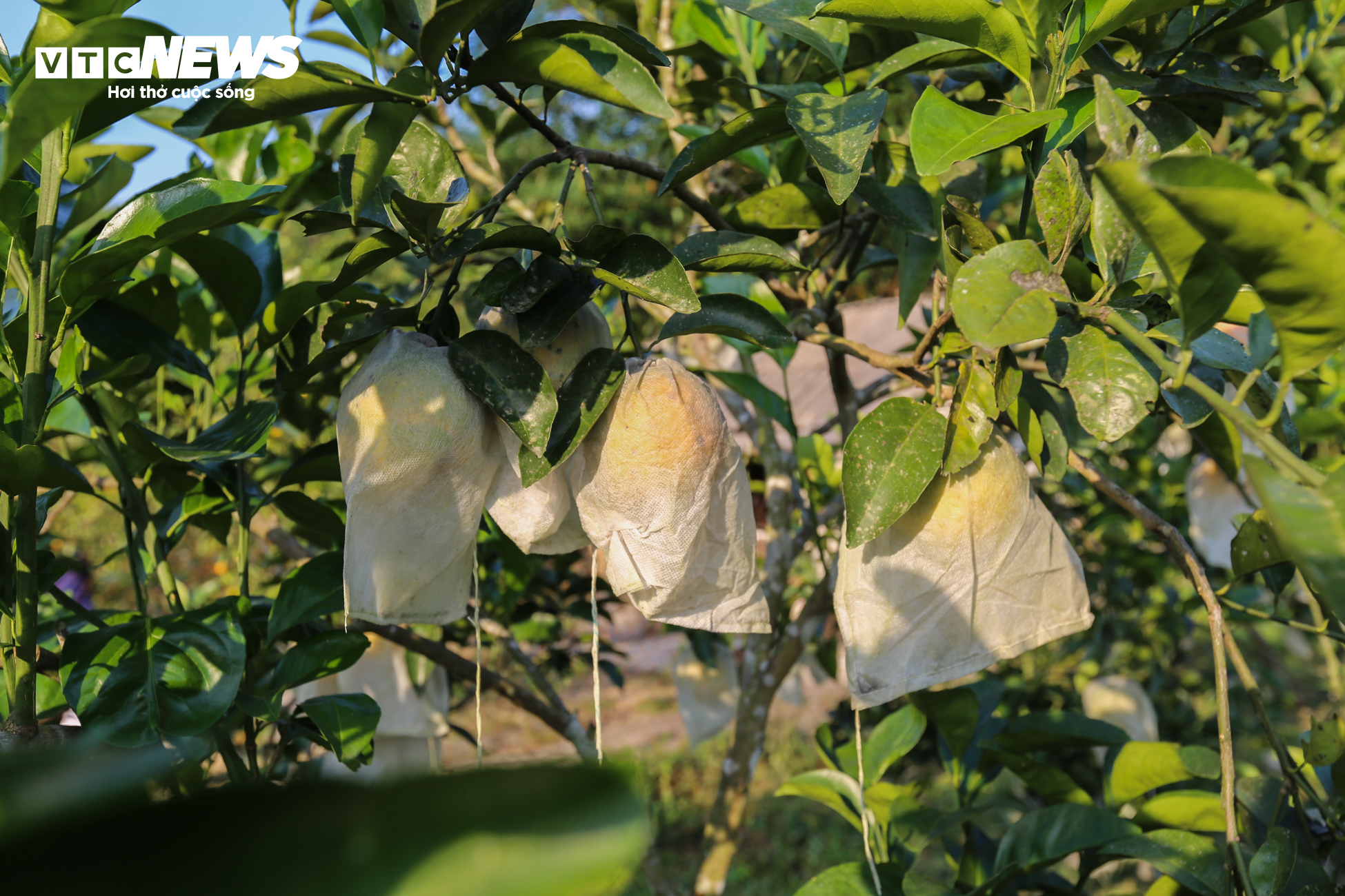 Thủ phủ cam Hà Tĩnh vào mùa, bán giá cao vẫn ‘cháy’ hàng - 6