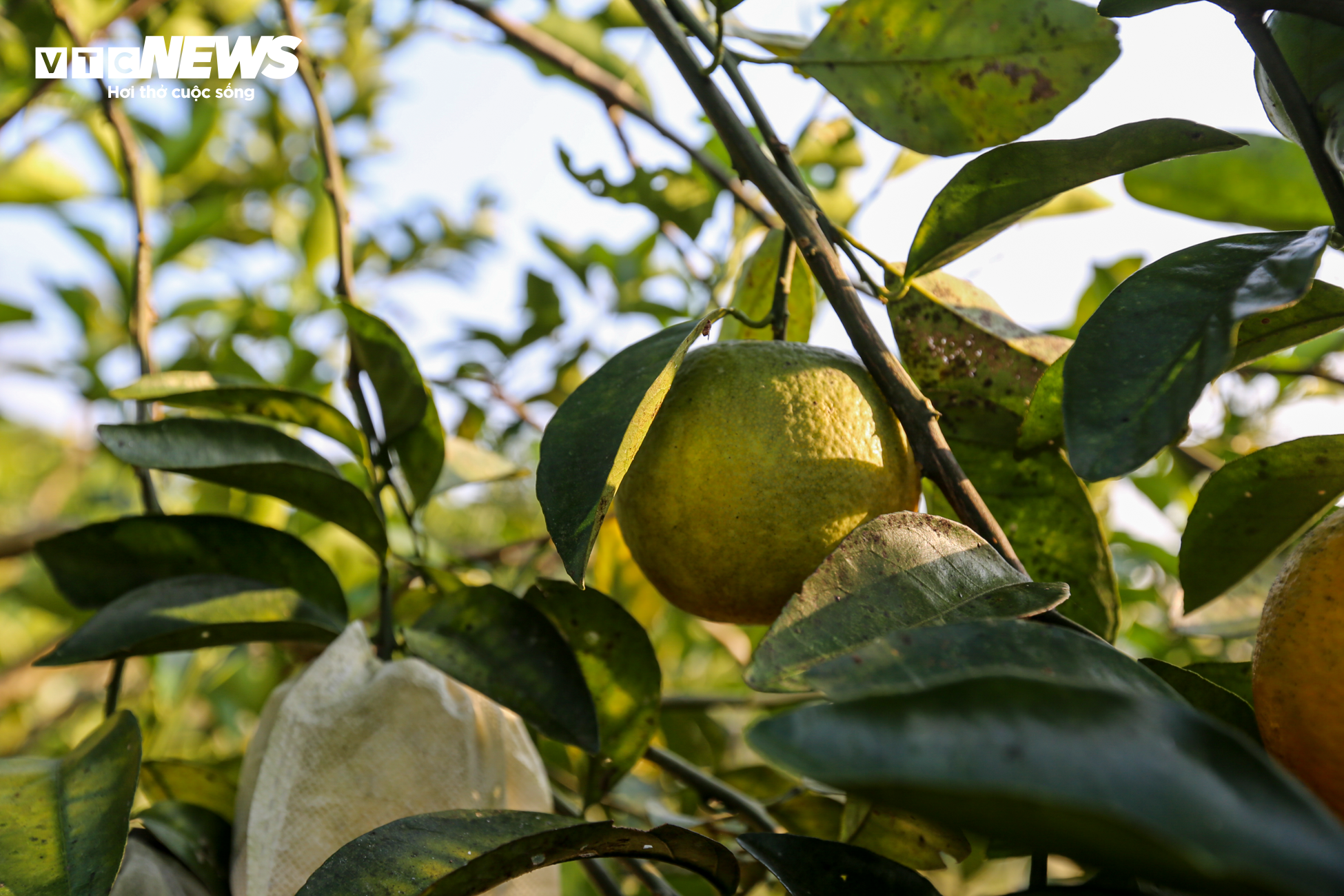 Thủ phủ cam Hà Tĩnh vào mùa, bán giá cao vẫn ‘cháy’ hàng - 13